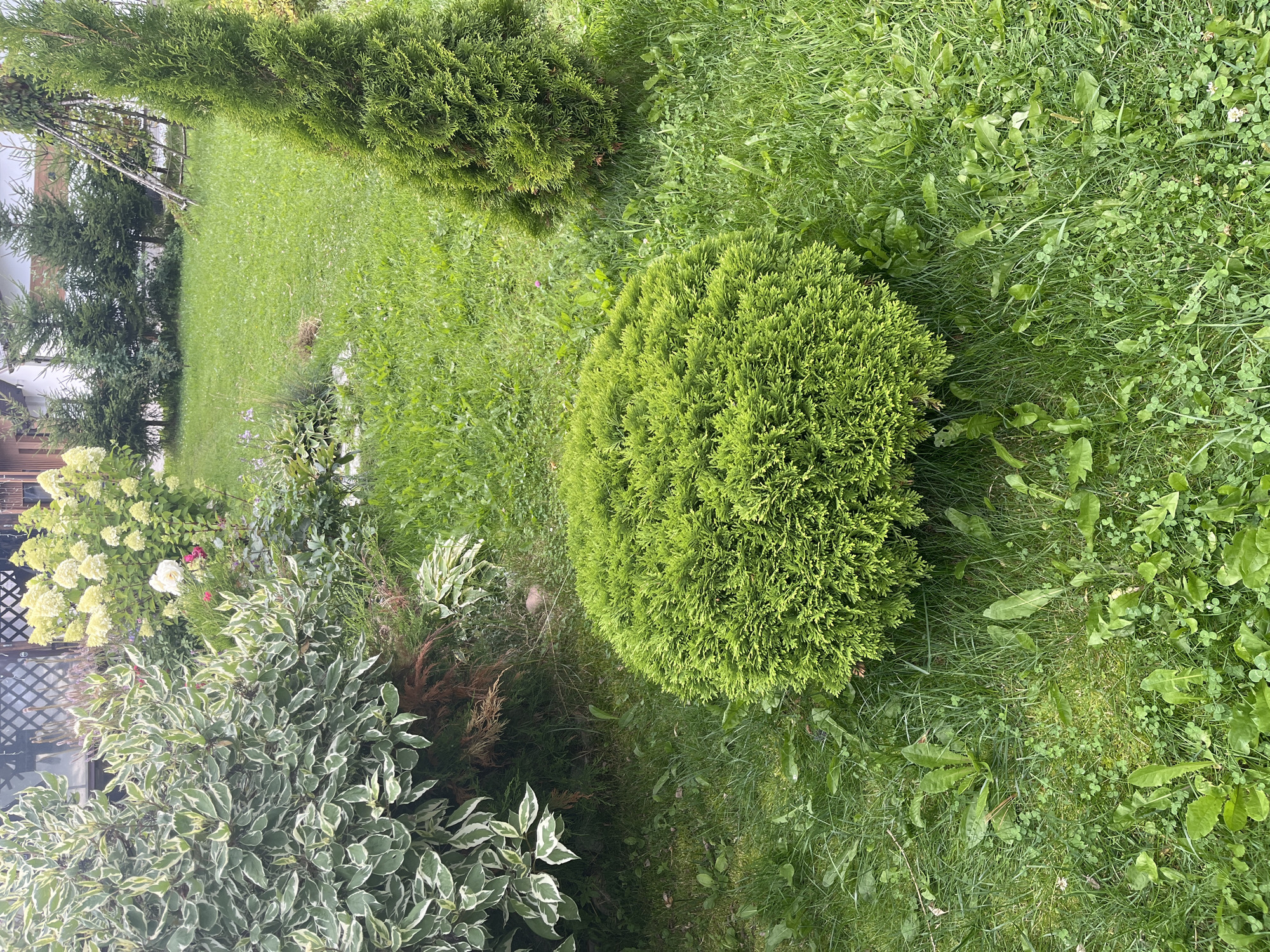 The image depicts a lush green garden with various plants and a grassy lawn. In the foreground, a perfectly round, dense green shrub is situated. To its right, a tall, conical evergreen tree stands. Behind the round shrub, a larger bush with variegated green and white leaves is visible, with some brown foliage beneath it. In the background, there are more evergreen trees, a white hydrangea bush with large flower clusters, and a rustic wooden structure with a lattice design. The lawn is dotted with clover and some weeds. The overall scene suggests a well-maintained private garden in a suburban or rural setting. The provided location is Vladimirovka, Russia.
