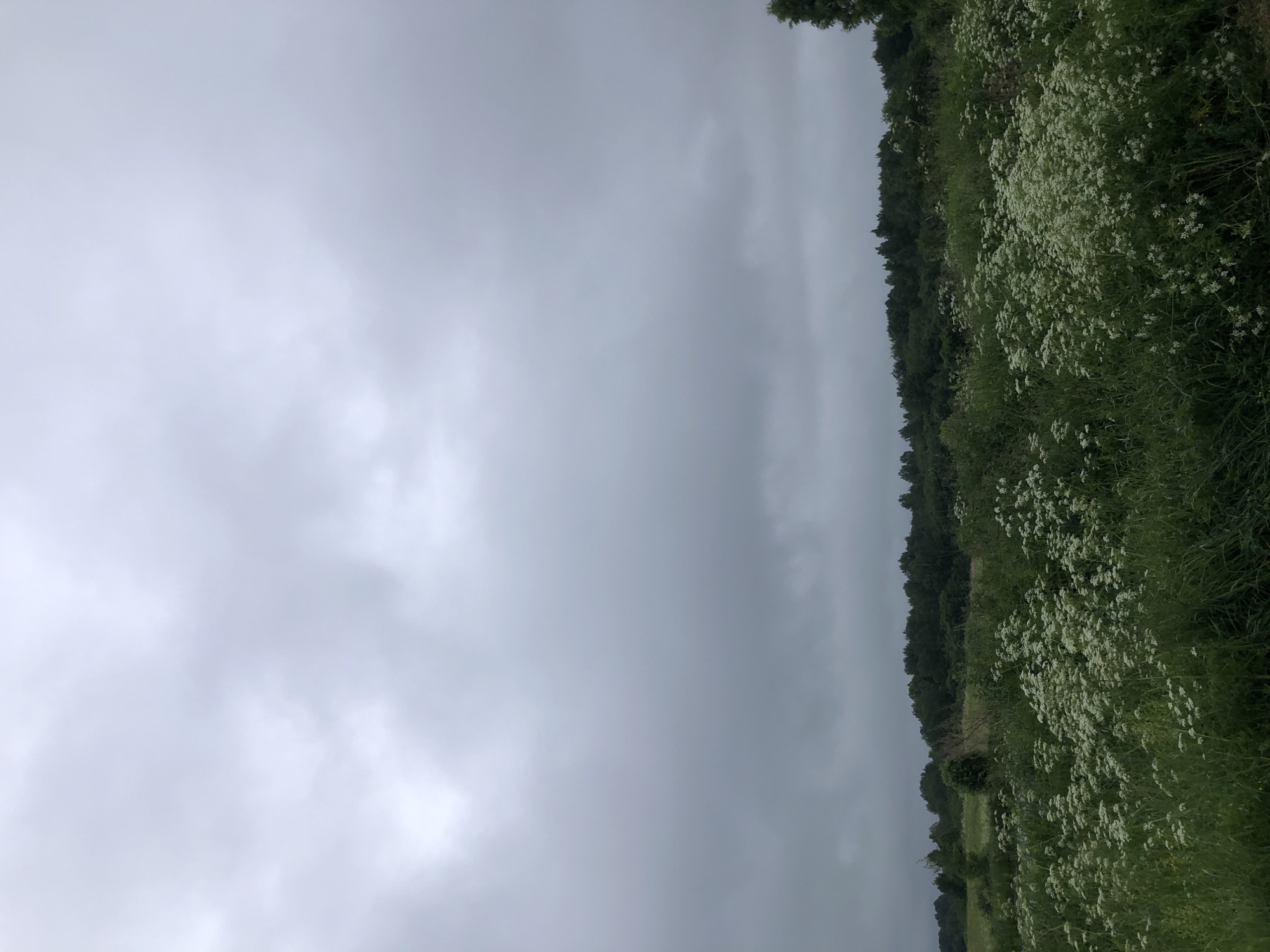 The image shows a landscape in Zhukovo, Russia. The scene is dominated by a cloudy, overcast sky that fills the upper two-thirds of the frame. Below the sky is a distant, dark green forest that stretches across the horizon. In the foreground, a field is filled with dense green grass and clusters of white wildflowers. The overall atmosphere is subdued due to the cloudy weather. There are no people or discernible man-made structures visible in the image.