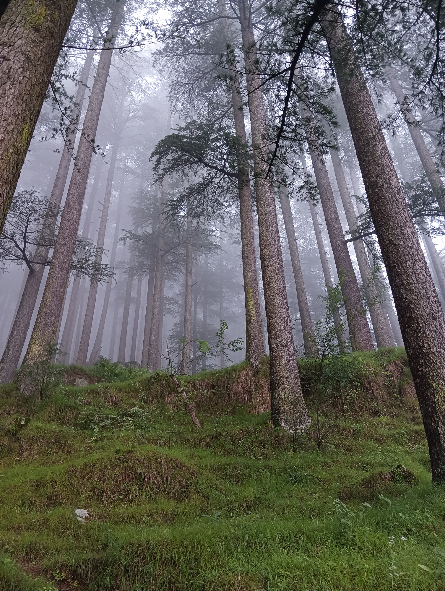 The image depicts a dense forest of tall pine trees shrouded in mist, suggesting a high-altitude, cool climate. The trees have thick, textured bark and their branches, sparsely covered in needles, reach towards a hazy sky. The ground is covered in lush green grass and some rough terrain, with patches of bare earth and moss on the tree trunks. The overall atmosphere is serene and somewhat mysterious, with the mist obscuring the deeper parts of the forest and creating a soft, diffused light. The scene is likely an outdoor natural environment, possibly a forest trail or hillside, characteristic of the mountainous regions surrounding Manali, India, known for its pine forests and occasional fog. There are no people or visible man-made structures in the image.