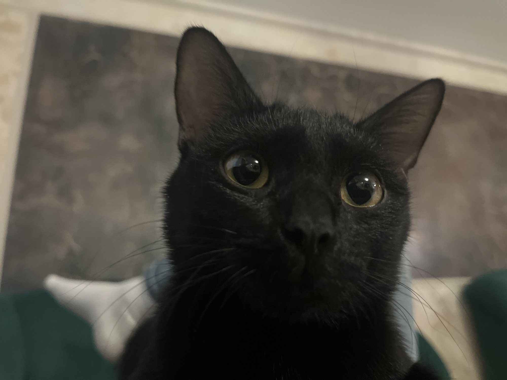 A close-up shot shows a black cat with large, yellowish-green eyes. The cat's head fills the frame, with its ears perked up and a focused expression. Part of a green cushion is visible in the lower left and right corners. In the background, blurred features of a wall are present. There is no evidence in the image indicating the location to be the city of Chaikovsky, Russia.