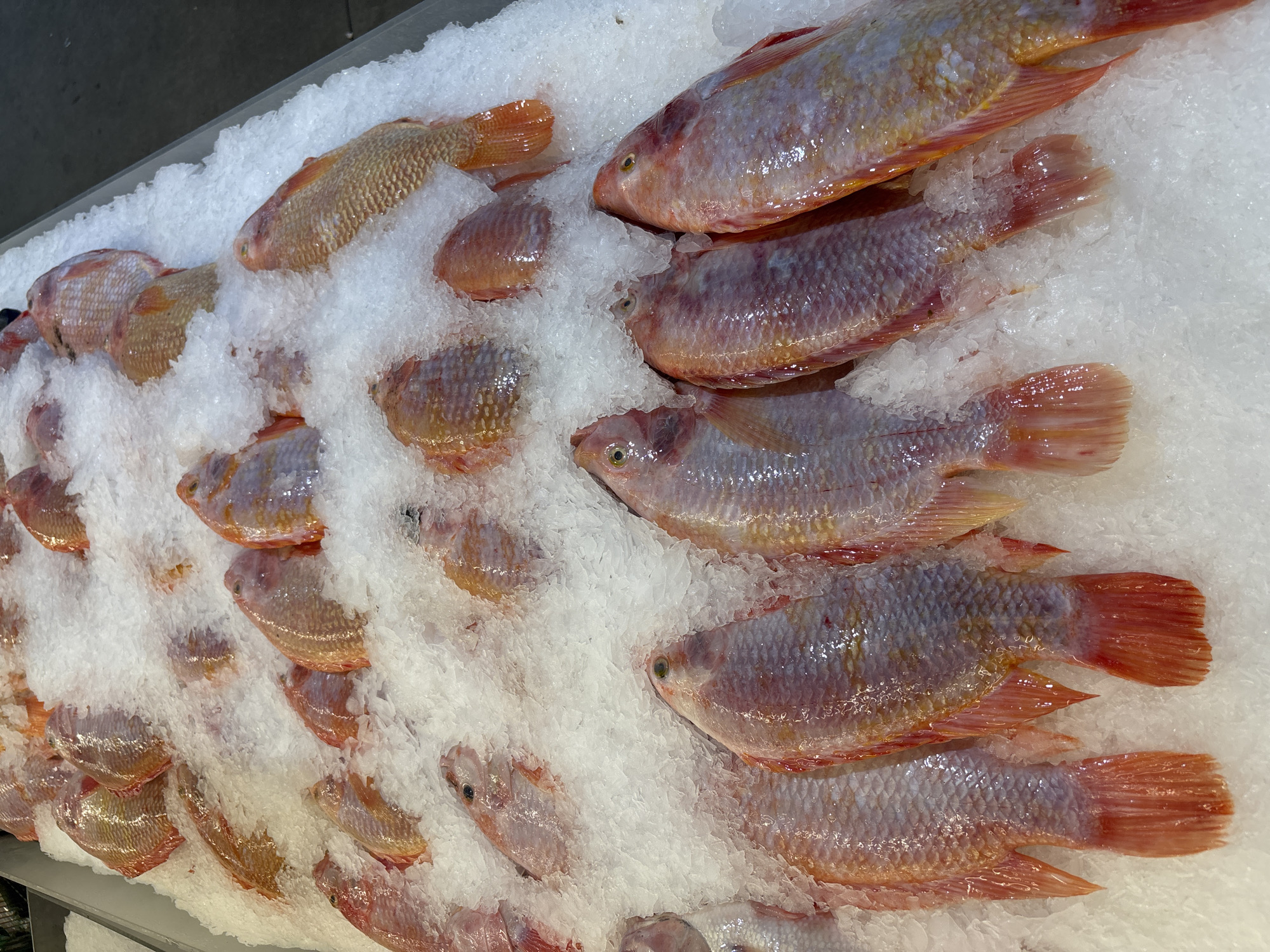An overhead shot captures a vibrant display of fresh fish laid out on a bed of crushed ice. The scene likely takes place in a market or grocery store in Baan Bo Phut, Thailand, where seafood and fresh produce are commonly sold.
The primary subjects are numerous whole fish, varying in size from small to medium-large, glistening wet from the melting ice. Their bodies are predominantly a pale, silvery-pink or light gray, contrasting with bright reddish-orange fins and tails. Many of the fish also exhibit subtle golden or yellowish hues along their sides and undersides. Their eyes appear clear and intact, suggesting freshness.
The fish are arranged in rows and scattered clusters across the white, icy surface. Some are partially submerged in the ice, while others rest on top. The larger fish are generally positioned towards the right side of the frame, lying on their sides, with their heads facing upwards and tails pointing downwards. Smaller fish are more abundant on the left and center, appearing to fill gaps.
There is no discernible activity beyond the display itself, indicating a stationary setup for sale. The background is a dark, indistinct area, possibly the edge of the display case or the market floor, emphasizing the fish. There is no visible text in the image. The overall impression is one of fresh, appealing produce ready for purchase.