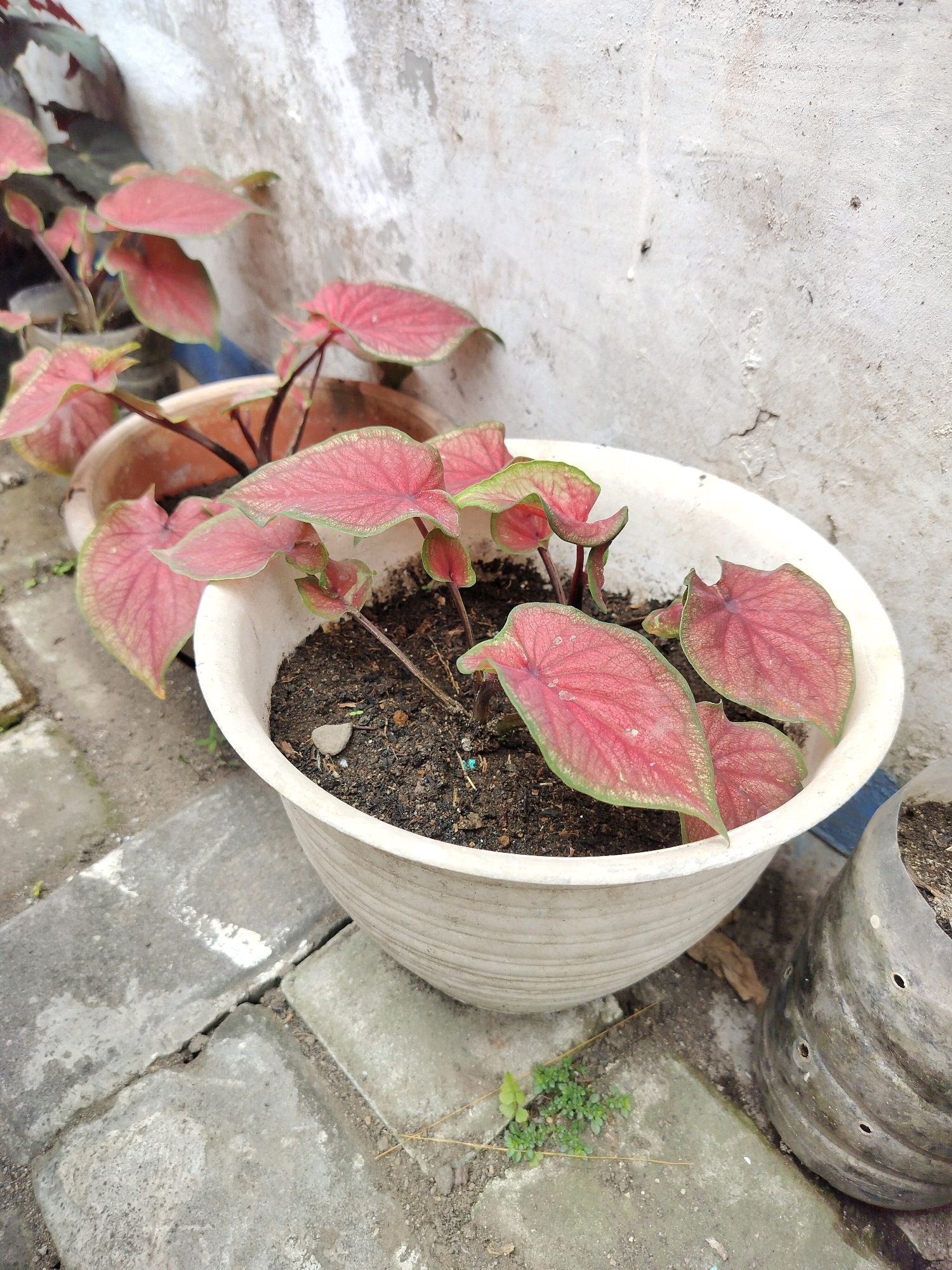 This is an outdoor, eye-level, medium shot of potted plants in Yogyakarta, Indonesia. In the foreground, a light-colored, ribbed plastic pot contains several plants with large, heart-shaped pink and green leaves. The leaves have prominent veins and some appear to be slightly glossy. The soil in the pot is dark and appears moist. To the right of the main pot, a dark gray, ribbed plastic pot with holes is visible, also containing soil. In the background, a textured, light-colored wall with some dirt and small cracks is present. The ground is paved with rectangular gray stones, some of which appear cracked. There are no people visible in the image. The overall scene suggests a garden or patio area in a residential or public space in Yogyakarta.