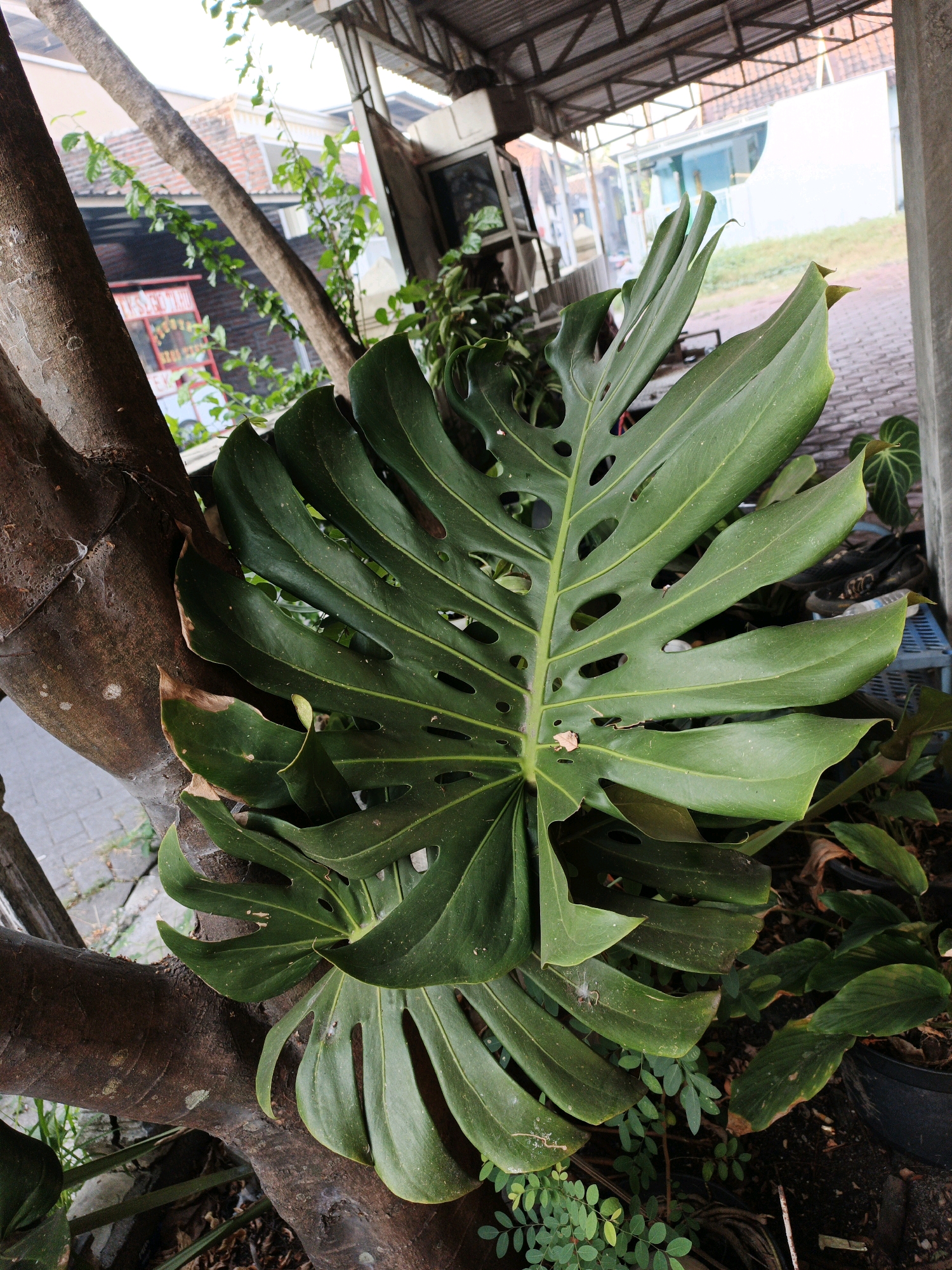 The image shows a close-up of a large, split-leaf philodendron plant with several broad, green leaves. One particularly large leaf dominates the center of the frame, displaying characteristic fenestrations (holes) and deep lobes. The plant appears to be growing near a tree trunk, with the bark of the tree visible in the foreground on the left side. In the background, there are hints of a somewhat urban or semi-urban environment. A corrugated metal roof structure is visible overhead. Beyond that, there are buildings with brickwork and painted walls, and some greenery. The ground appears to be paved in some areas with brick or cobblestone, and covered in soil and leaf litter in others. There are some potted plants and what looks like a blue plastic crate in the background, suggesting an outdoor or semi-outdoor area, possibly a garden or a yard adjacent to a building. The lighting suggests it is daytime. The specific location in Ketegan, Indonesia, is not explicitly evident from the visual information alone, but the overall scene depicts a tropical or subtropical environment with lush vegetation. There are no people or animals visible in the image.