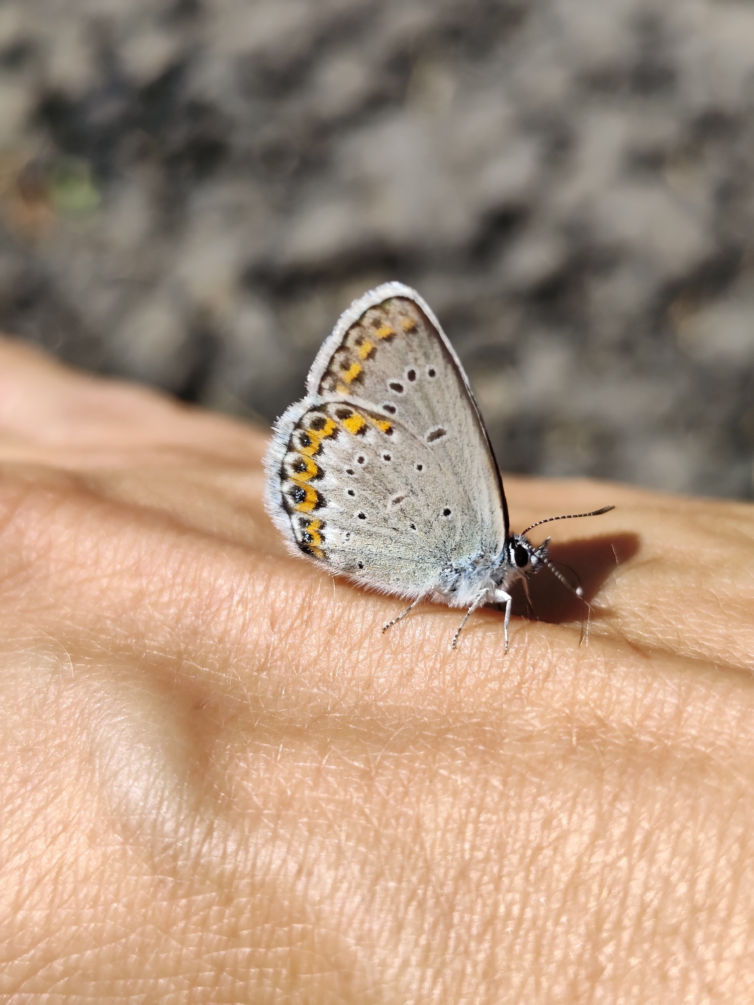 A close-up, eye-level shot captures a small, pale blue butterfly resting on a human hand. The butterfly's wings are primarily a light gray-blue, with delicate markings along the edges. These markings include a series of small black spots and a pattern of yellow or orange crescents, interspersed with fine white fringing. The butterfly is positioned on the palm or back of the hand, which is lightly textured and shows fine lines, suggesting adult skin. The insect's body is slender and dark, with thin antennae that curve upwards.
The background is softly blurred, depicting a rough, granular surface, possibly gravel or dry earth, with hints of muted green vegetation in the far distance. This suggests an outdoor setting. The lighting indicates it is daytime, with the sun casting a subtle shadow of the butterfly onto the skin.
No specific activity is evident beyond the butterfly resting. The overall mood is calm and natural, focusing on the delicate beauty of the insect and its interaction with the human element. The image was taken in Фоки, Russia. There is no visible text in the image.