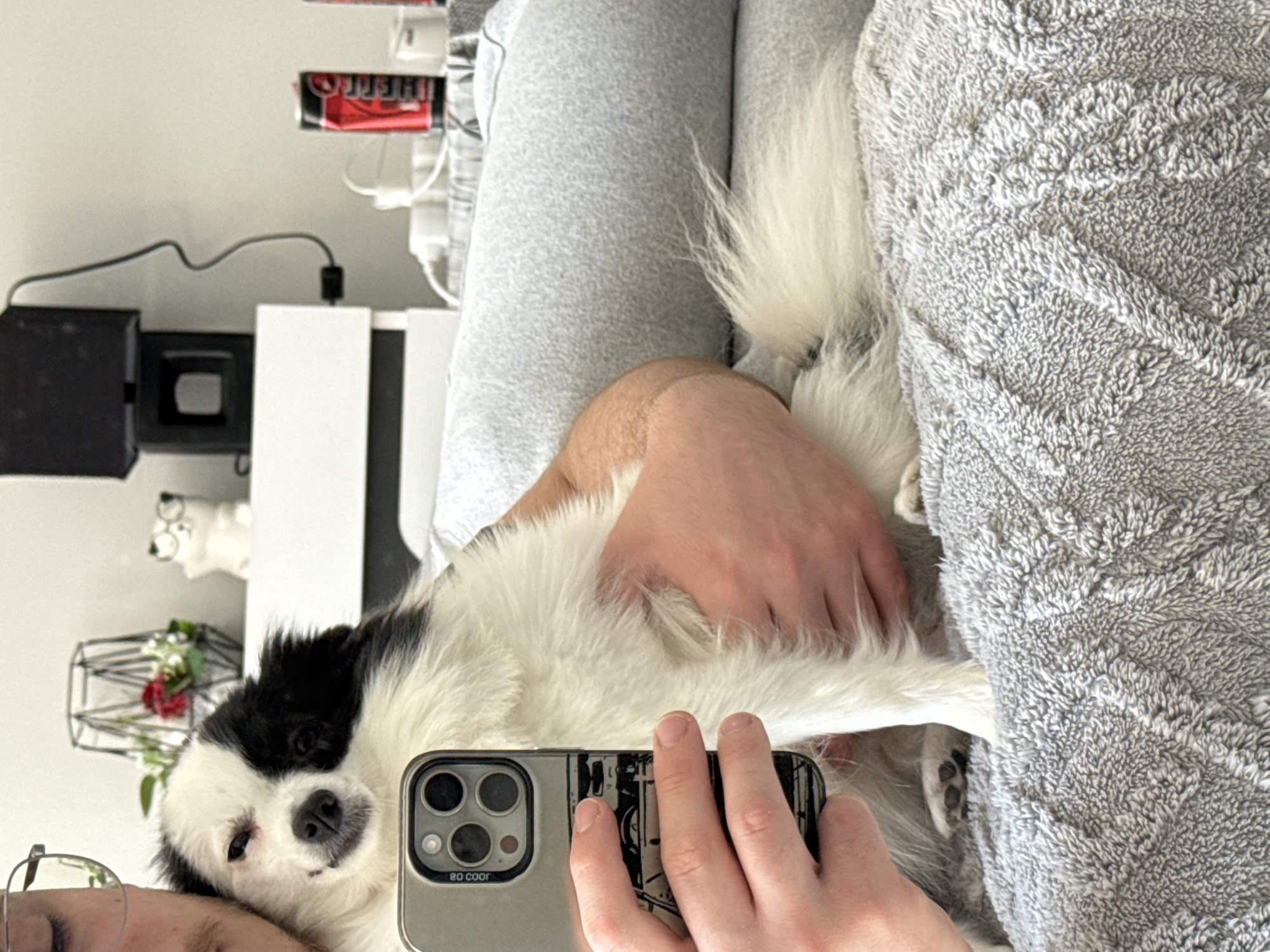 A person is seated on a light gray, textured blanket or couch, wearing light gray sweatpants. They are holding a silver-cased iPhone with a triple-lens camera and a patterned design on the back. A black and white dog is lying on the person's lap, facing the camera. The person is holding the phone with one hand and has their other hand resting on the dog.
In the background, there is a white cabinet or shelf with a black box on top. Cables and a red item are also visible on the shelf. To the left, there is a decorative wire basket with red and white flowers and a small white bust. The image appears to be a selfie taken indoors. There is no information in the image that indicates this location is in the city of Stara Zagora, Bulgaria.