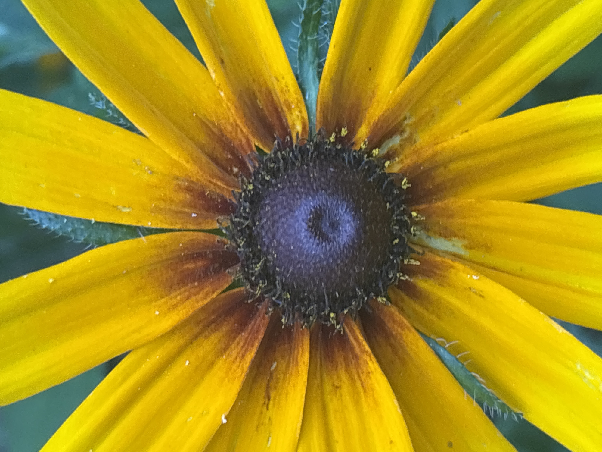 A close-up, macro shot of a black-eyed Susan flower fills the frame. The bright yellow petals radiate outwards from a dark, textured center. The center is a deep purple-brown, covered in tiny, dark florets. The petals show subtle shading, transitioning from a vibrant yellow at the tips to a reddish-brown near the center. Some petals have small white specks, possibly water droplets or pollen. Fine, light-colored hairs are visible along the edges of some petals and on the stem peeking through. The background is a soft, blurred green, suggesting foliage. No people or man-made objects are visible. The image is likely from an outdoor natural setting, possibly in the region of Январцев ауылдық округі, Kazakhstan, given the context of the prompt, though the image itself does not contain specific geographical markers.