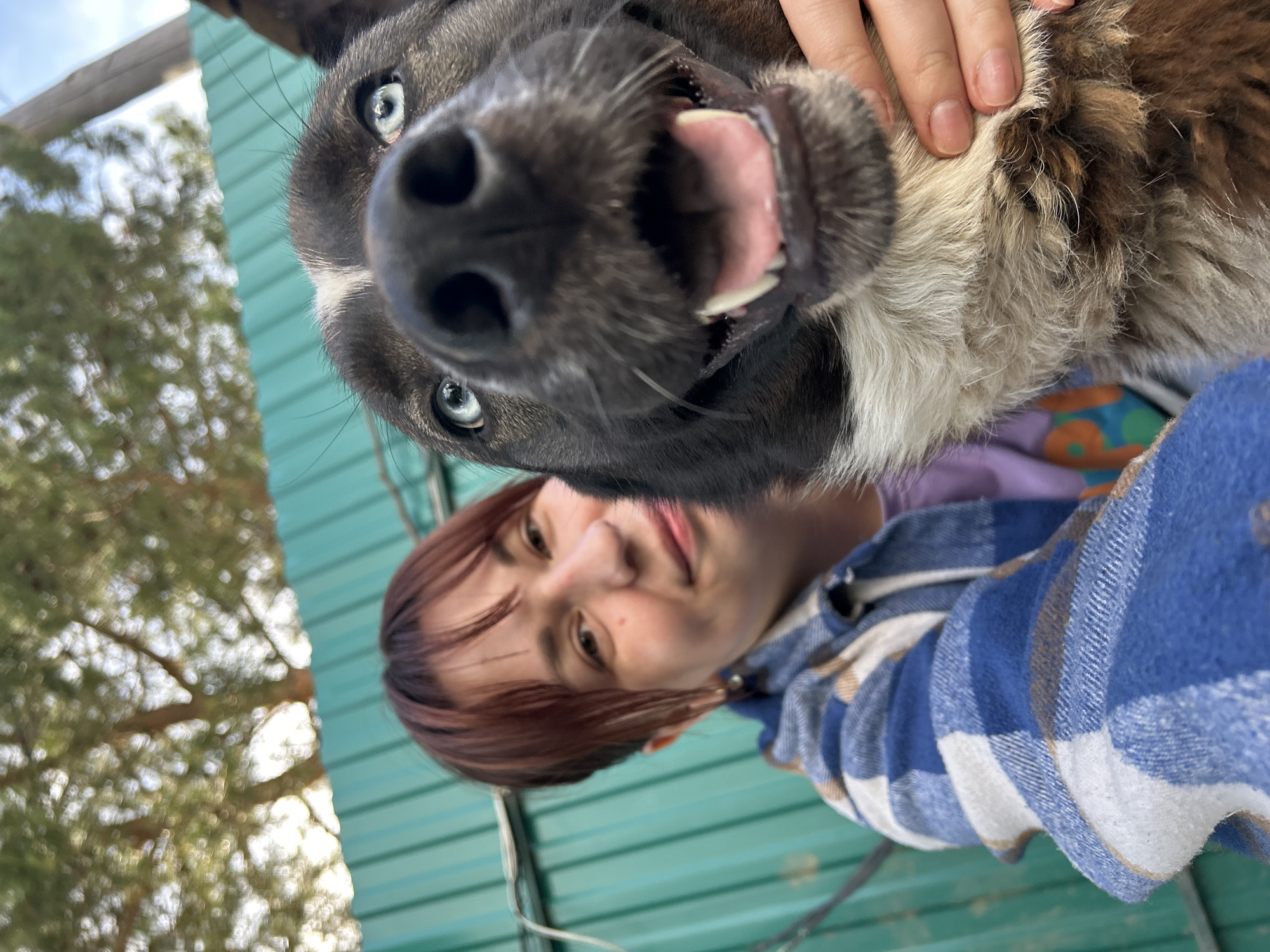 This upward-angled close-up image features a person and a dog in a playful outdoor selfie. A dark-furred dog with prominent blue eyes and a large black nose dominates the foreground, looking directly into the camera. Its mouth is wide open, revealing sharp white teeth and a pink tongue, suggesting a happy or excited demeanor. White fur is visible around the dog's muzzle and chest. A person's hand with natural nails is seen gently holding the dog's neck or ear area.
Behind the dog, a person with short, reddish-brown hair and light eyes is partially visible, looking towards the camera with a slight, pleasant expression. They are wearing a blue and white plaid flannel shirt over what appears to be a purple garment.
The background is softly blurred, showing a teal or light green corrugated metal surface running horizontally behind the subjects. Above this, the soft focus reveals green tree foliage and a bright sky, indicating a clear, sunny daytime outdoors. The composition suggests an intimate moment between the person and their pet. There is no visible text in the image. The setting appears to be a casual outdoor space, consistent with the provided location context of Фоки, Russia.