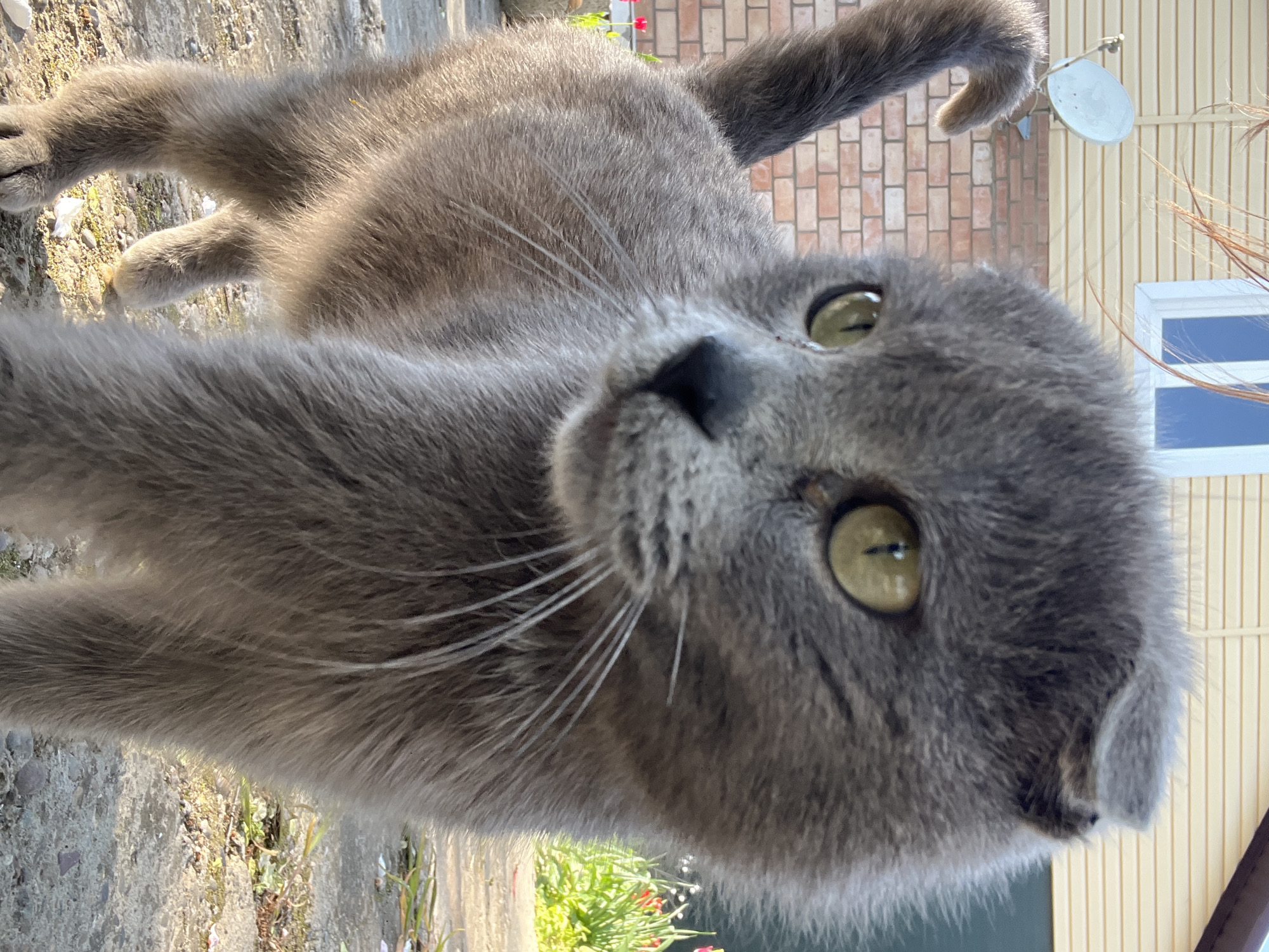 A gray cat with yellow eyes is the main subject of the image. The cat is positioned close to the camera, filling much of the frame. It is outdoors. The cat appears to be either lying down or in a low stance. A brick wall, satellite dish, siding, and a window are visible in the background. There are also some plants and flowers in the background. I have no information about the location and whether it is Novopokrovskaya, Russia.