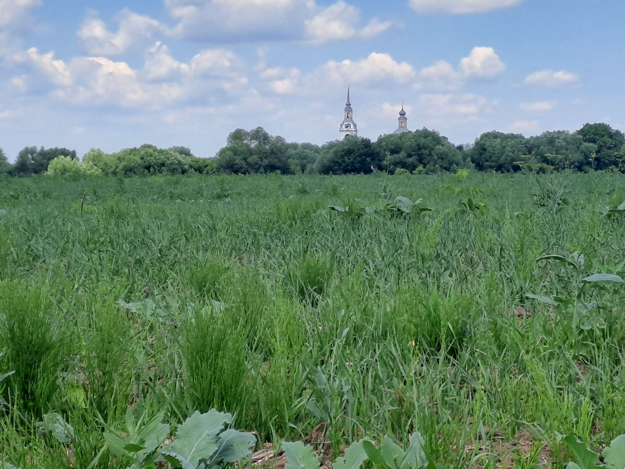 This image depicts a wide, green field with lush vegetation in the foreground. In the background, behind a dense line of trees, two church spires are visible, suggesting the presence of a settlement. The sky is partly cloudy with scattered white clouds against a blue backdrop. The scene appears to be a rural landscape, possibly on the outskirts of the village of Dedinovo, Russia, given the architectural style of the spires which are characteristic of Russian Orthodox churches. There are no people or animals visible in the frame, and the focus is on the natural environment and the distant religious structures.