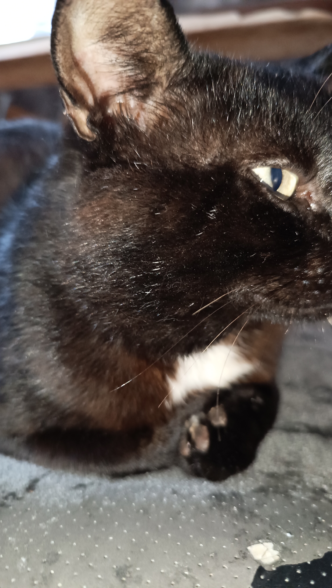 The image shows a close-up of a black cat. The cat's head is visible, with its eye open and looking to the right. The fur is black and appears sleek. Part of the cat's ear is also visible. The cat is lying down on a textured surface that appears to be a blanket or rug. The background is blurred but suggests an indoor environment, possibly near a window given the light. There is no indication of the city of Karsha, Russia, or any other specific location.