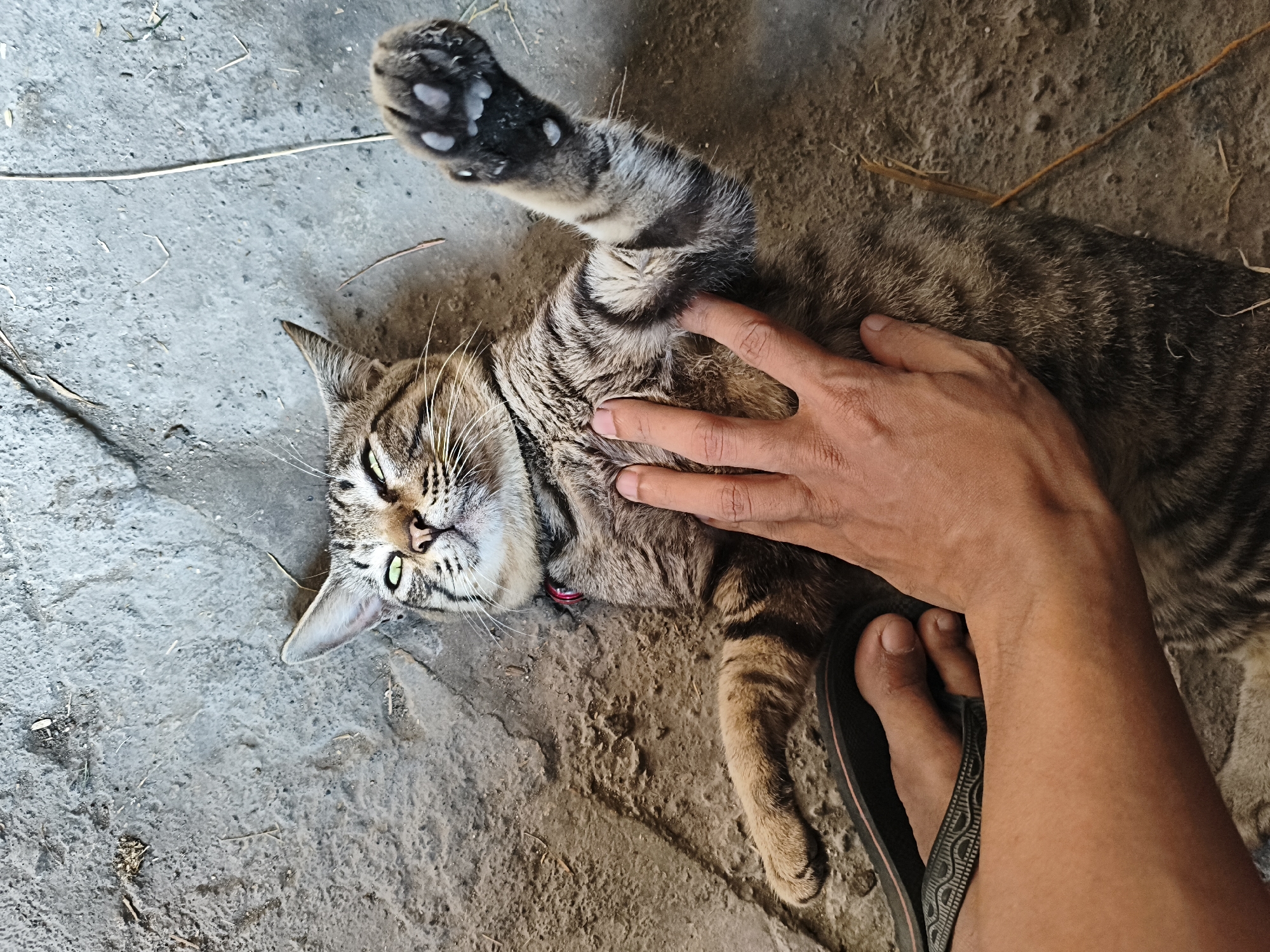 A tabby cat lies on its back on a rough, gray-brown outdoor surface, possibly a dirt or concrete path, in Rengel, Indonesia. A human hand is gently stroking the cat's chest, and a bare human foot wearing a black flip-flop is visible near the cat's body. The cat's eyes are partially closed, and its mouth is open, suggesting it is enjoying the petting. The environment appears to be a dry, outdoor area with some scattered debris.