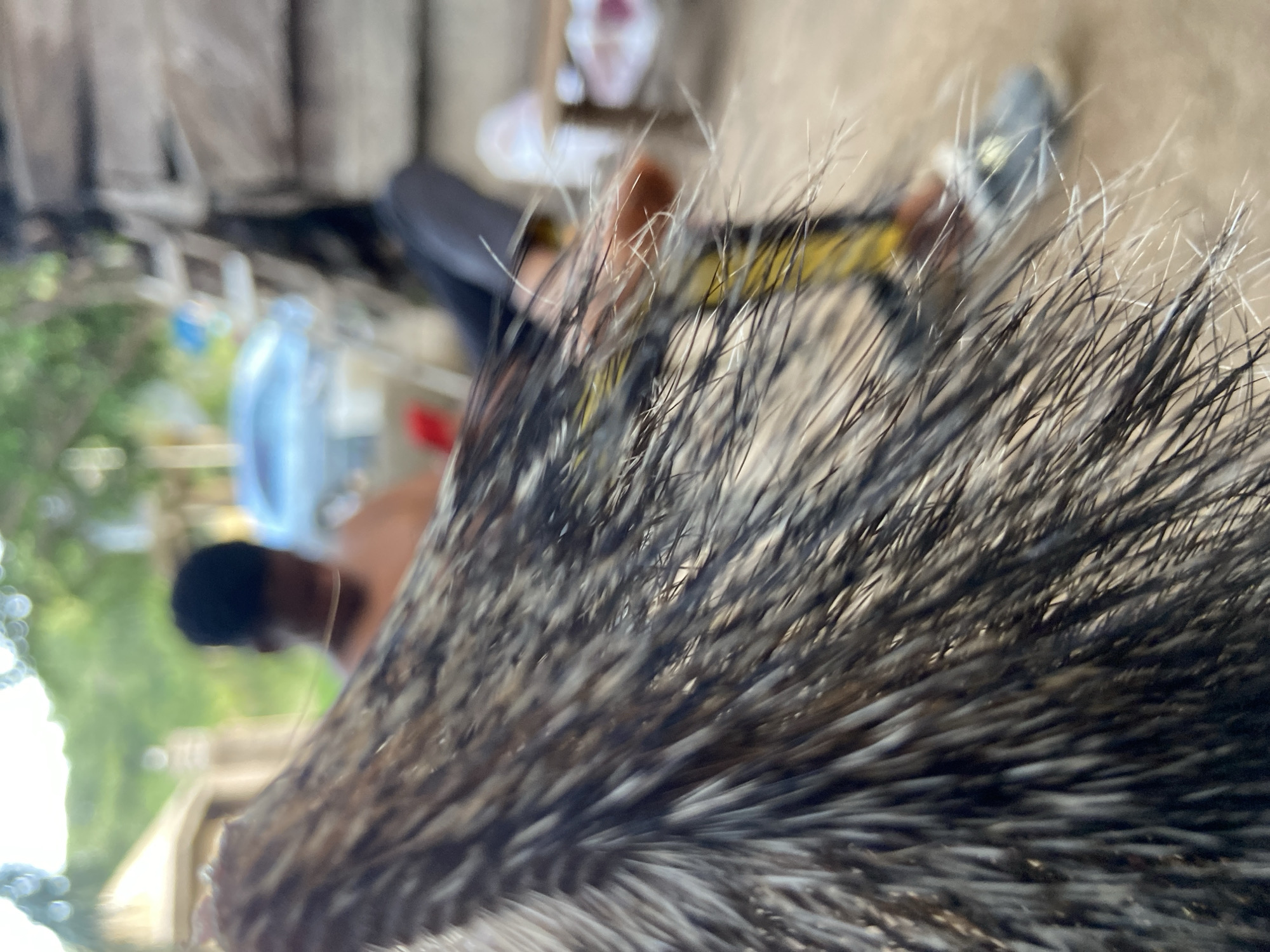The image presents a highly blurred and rotated close-up, with the distinct quills or dense fur of an animal, most likely a porcupine, dominating the foreground. These quills are dark gray to black with interspersed lighter, almost white strands, appearing sharp and detailed despite the overall blur, indicating the camera was very close to the subject. This textured surface covers a significant portion of the right and bottom of the frame.
The background is heavily out of focus, creating a soft bokeh effect. A blurred human figure is visible in the middle-left, wearing dark clothing (possibly trousers) and black and yellow shoes. Another indistinct figure, wearing a dark cap, is vaguely seen further back on the lower-left. A prominent light-blue plastic bottle or container is also visible in the blurred background, to the left of the central figure.
The scene appears to be set outdoors or in a semi-enclosed open area, under natural daylight conditions. Green foliage is faintly visible on the far left, suggesting vegetation like trees or bushes. The ground or floor is a light, indistinct color. The extreme close-up suggests direct interaction with the animal, perhaps it is being held or observed from a very near distance. No visible text is present in the image. The context places this scene in Mararaba, Nigeria.