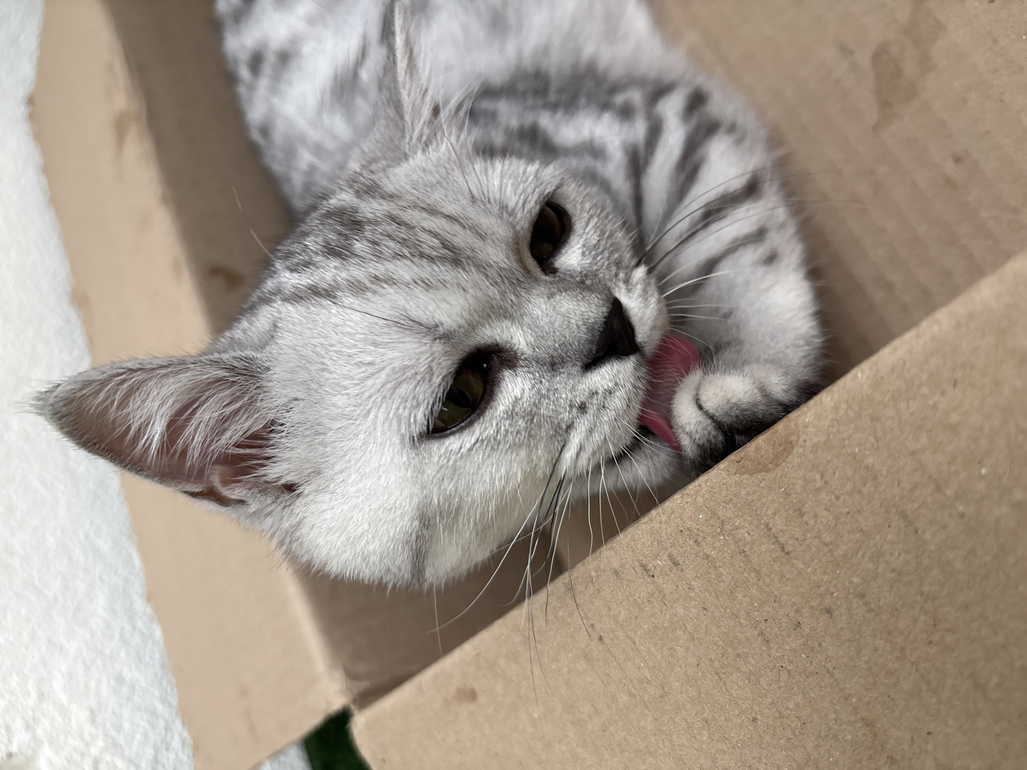 A close-up, eye-level shot captures a silver tabby cat grooming its paw inside a cardboard box. The cat's fur is a mix of light gray and black stripes. Its eyes are a warm amber, and its tongue, a vibrant pink, is visible as it licks its paw. The cat is positioned on the right side of the frame, with its head turned slightly towards the left. The cardboard box, made of corrugated material, occupies the foreground and frames the cat. The background is blurred, with hints of a textured white surface and a patch of green, possibly artificial grass. There is no identifiable information regarding the location in Izhevsk, Russia.