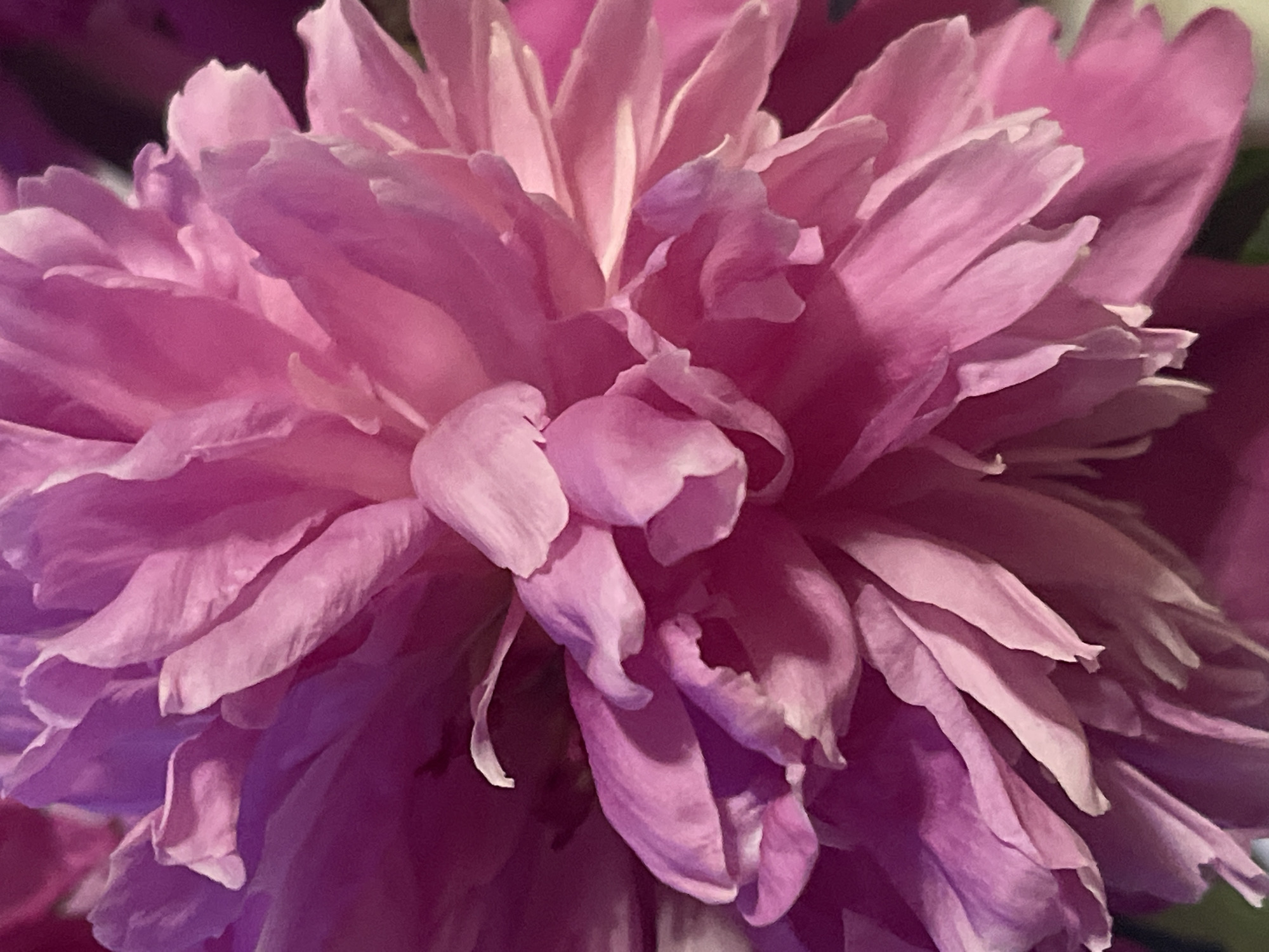 The image is a close-up, macro photograph of a vibrant pink peony flower. The petals are layered and ruffled, with soft folds and delicate curves. The lighting creates subtle shadows that accentuate the texture and depth of the flower. The background is out of focus and dark, making the flower the sole subject. There is no indication of the city of Minsk, Belarus, or any other location.
