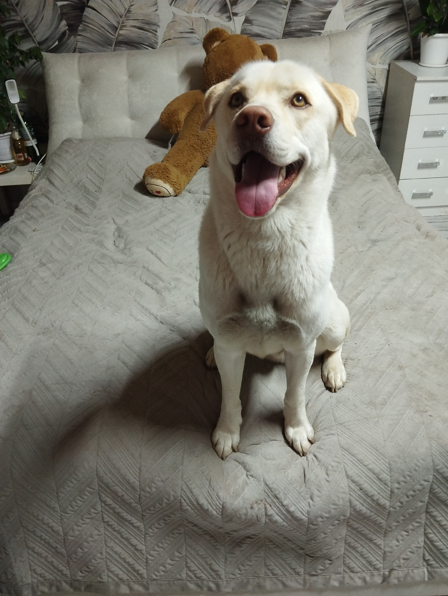 A white Labrador Retriever dog is sitting on a bed with a gray chevron patterned quilt. Behind the dog is a large stuffed teddy bear propped against a light gray tufted headboard. To the left is a small white nightstand with some objects. To the right, a white three-drawer dresser. The background is a gray and white patterned wallpaper with what appear to be leaves. The location is uncertain, but the question says the city of Grishanki, Russia.