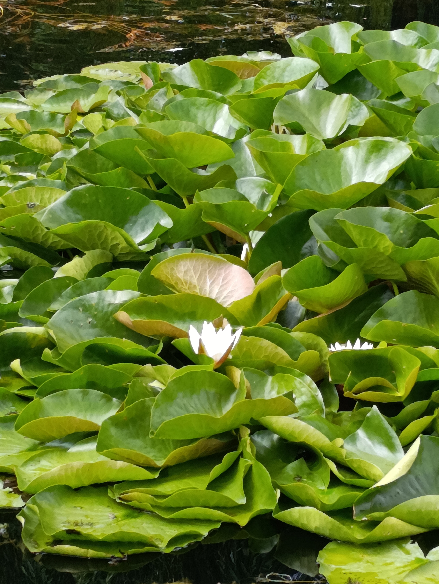 The image shows a close-up of a pond filled with lush green lily pads. In the center, a white water lily is in bloom, peeking out from between the pads. The water is dark and reflects the surrounding foliage. There are no people or buildings visible. This scene could be in any park or natural body of water, including the parks and ponds located in Brovary, Ukraine.
