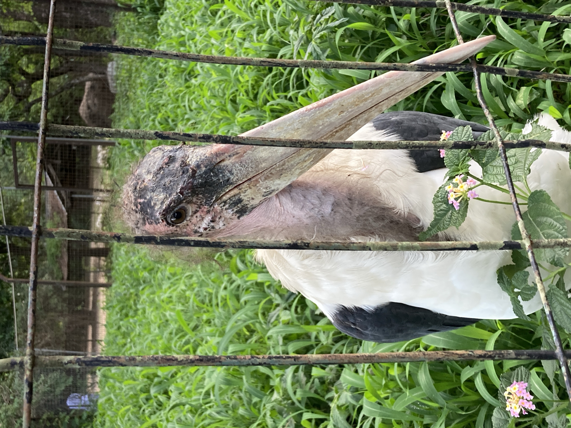 An adult Marabou Stork, identified by its white plumage with black wing accents, featherless pinkish head, and long, thick bill, is positioned behind a rusted metal fence. The bird is looking directly at the camera. In the background, lush green vegetation, possibly crops like maize, dominates the scene, with a wooden shelter and trees visible further back. The setting appears to be an enclosure, suggesting a zoo or sanctuary environment within the city of Jos, Nigeria.