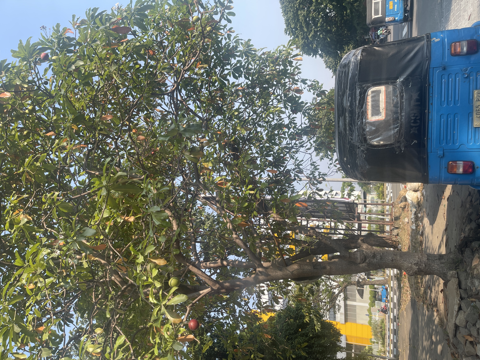 The image shows a street scene in Central Jakarta, Indonesia, on a sunny day. In the foreground, a blue auto-rickshaw is parked on the right side of the frame, its black fabric canopy partially covering the rear. The auto-rickshaw has a license plate that is partially visible. To the left of the auto-rickshaw, a tree with green leaves and several fruits is prominent. The tree has a rough bark and its branches extend upwards and outwards, creating a canopy that partially obscures the sky. Beyond the tree, there is a road with a pedestrian crossing and some parked vehicles, including another auto-rickshaw further down the road. In the background, a modern building with a yellow facade is visible. The overall environment suggests an urban setting with a mix of vegetation and infrastructure.