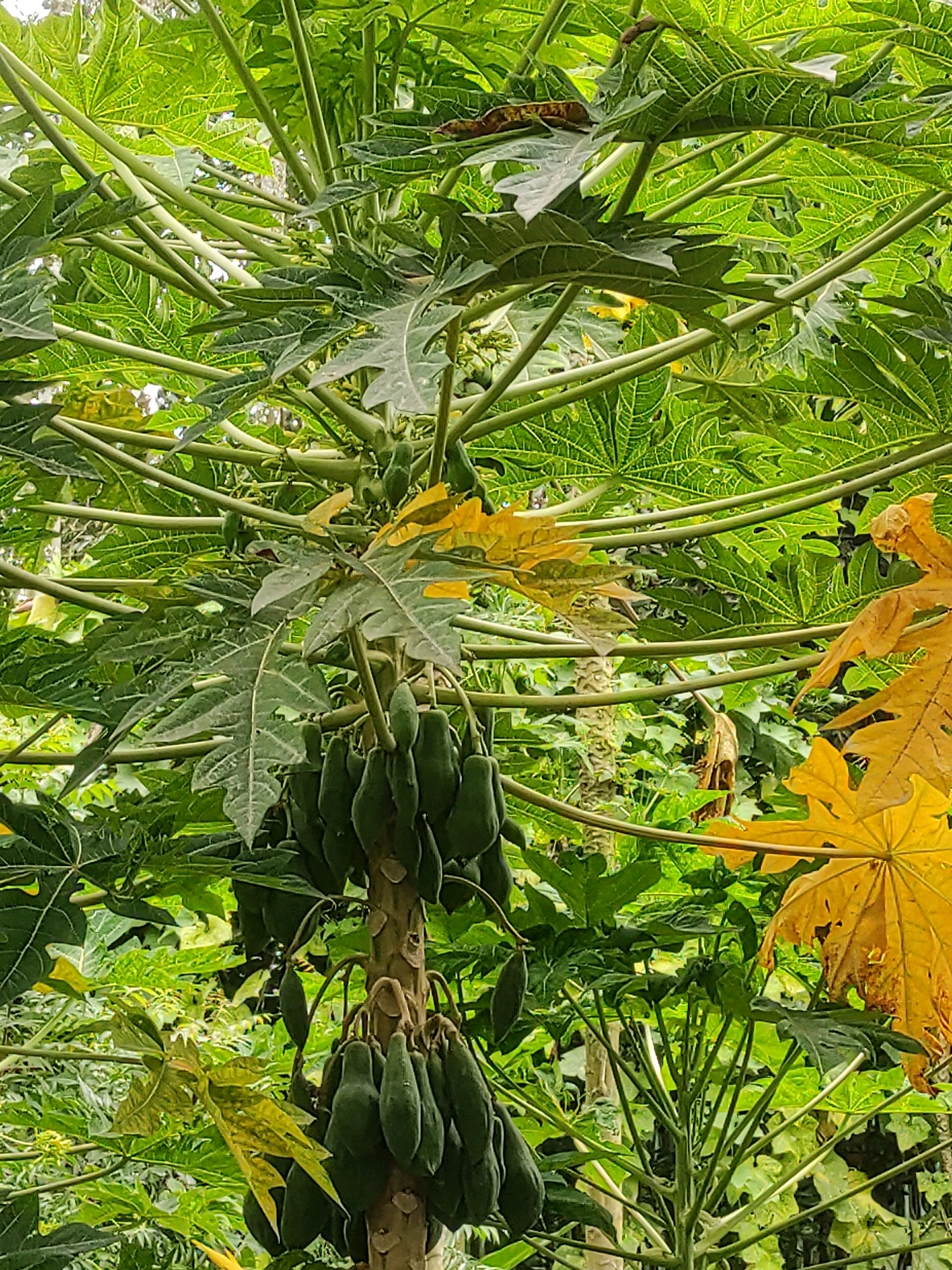 The image shows a close-up view of a papaya tree laden with green papayas. The tree has large, green, and some yellowing leaves. The papayas are hanging in clusters along the trunk of the tree. The background is filled with lush green foliage, suggesting a tropical or subtropical environment. The scene appears to be outdoors, possibly in a garden or orchard, in the city of Islampur, India. There are no people or animals visible in the image.
