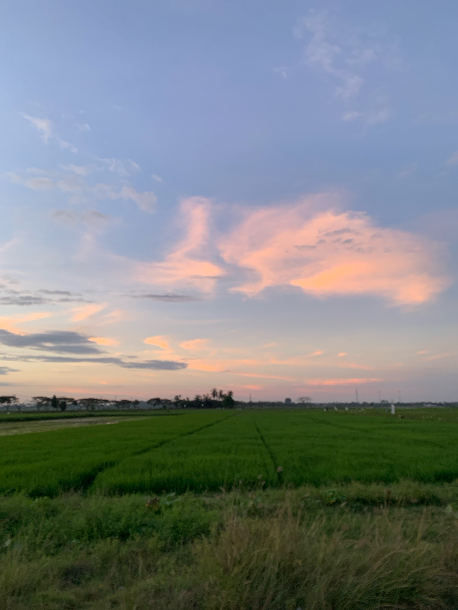 A wide shot captures a serene rural landscape at dusk, likely in Palohawe, Indonesia. The sky is a soft gradient of pale blue at the top, transitioning to hues of pink and orange near the horizon, illuminated by the setting sun. Wispy, pink-tinged clouds are scattered across the sky.
Below, a vast, vibrant green rice paddy stretches horizontally across the frame. The field is neatly cultivated, with visible patterns and pathways. In the distance, a line of trees forms a dark silhouette against the horizon, with scattered buildings and structures suggesting a small settlement. The foreground is dominated by tall, dry grass, adding texture and depth to the scene. The overall impression is one of tranquility and natural beauty. There are no visible people or animals in the frame.