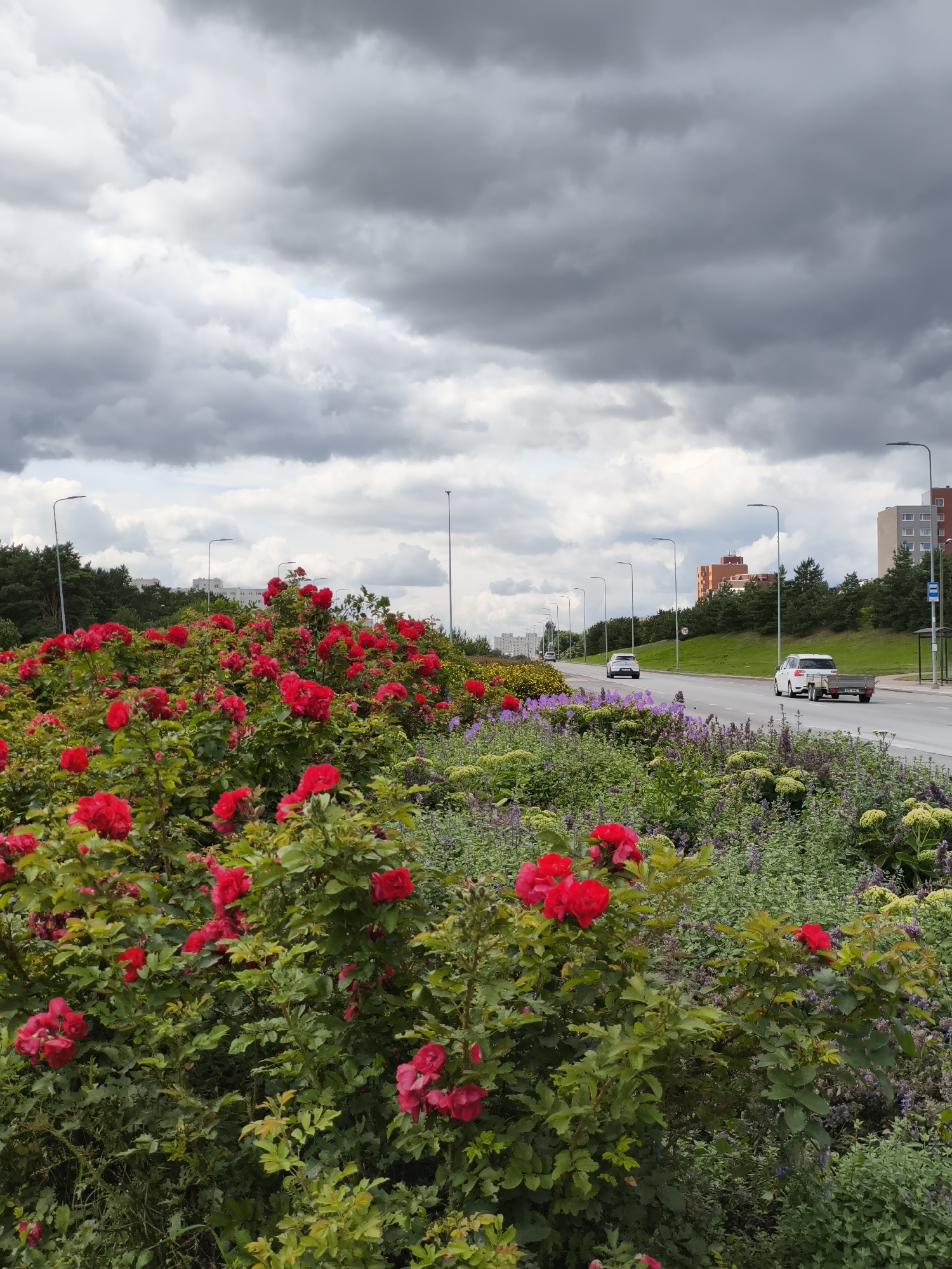 The image depicts a roadside flowerbed filled with vibrant red roses and other purple and green foliage, situated in Tallinn, Estonia. A multi-lane road runs parallel to the flowerbed, with several cars and a trailer visible on it. In the background, apartment buildings and trees line the cityscape under a cloudy, overcast sky. A bus stop shelter is visible to the right of the road. The scene suggests an urban setting with a focus on roadside beautification.