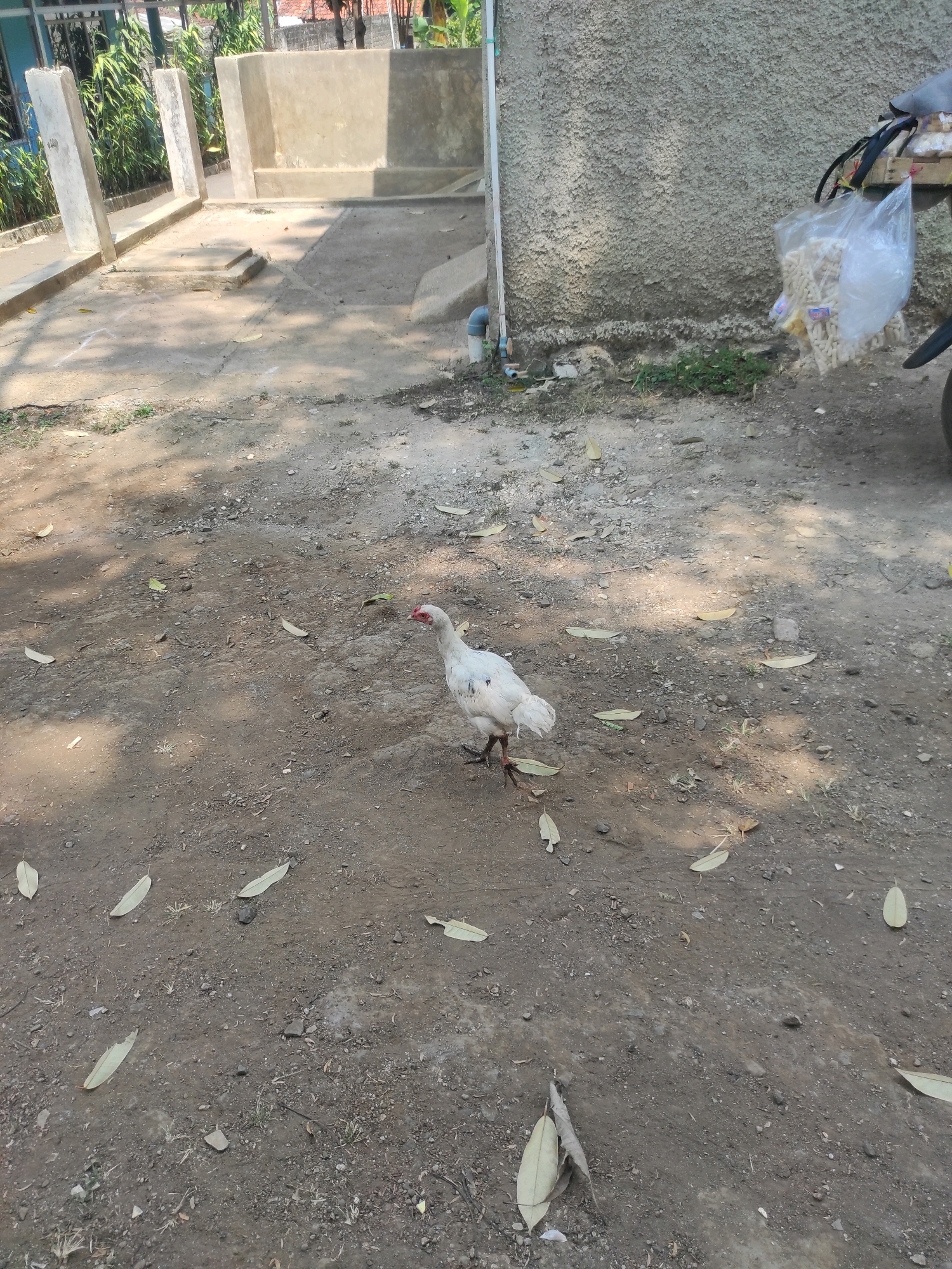 A white chicken with black spots walks on the dirt ground. The chicken is facing to the left, with its head slightly tilted up. The ground is covered with dirt, small stones, and fallen leaves. In the background, there is a textured gray wall and some concrete structures. To the right of the wall, a motorcycle is partially visible with a bag of snacks hanging on it. The scene appears to be an outdoor area, possibly a yard or a street, in Padalarang, Indonesia. The lighting suggests it is daytime, with shadows cast by the sun.
