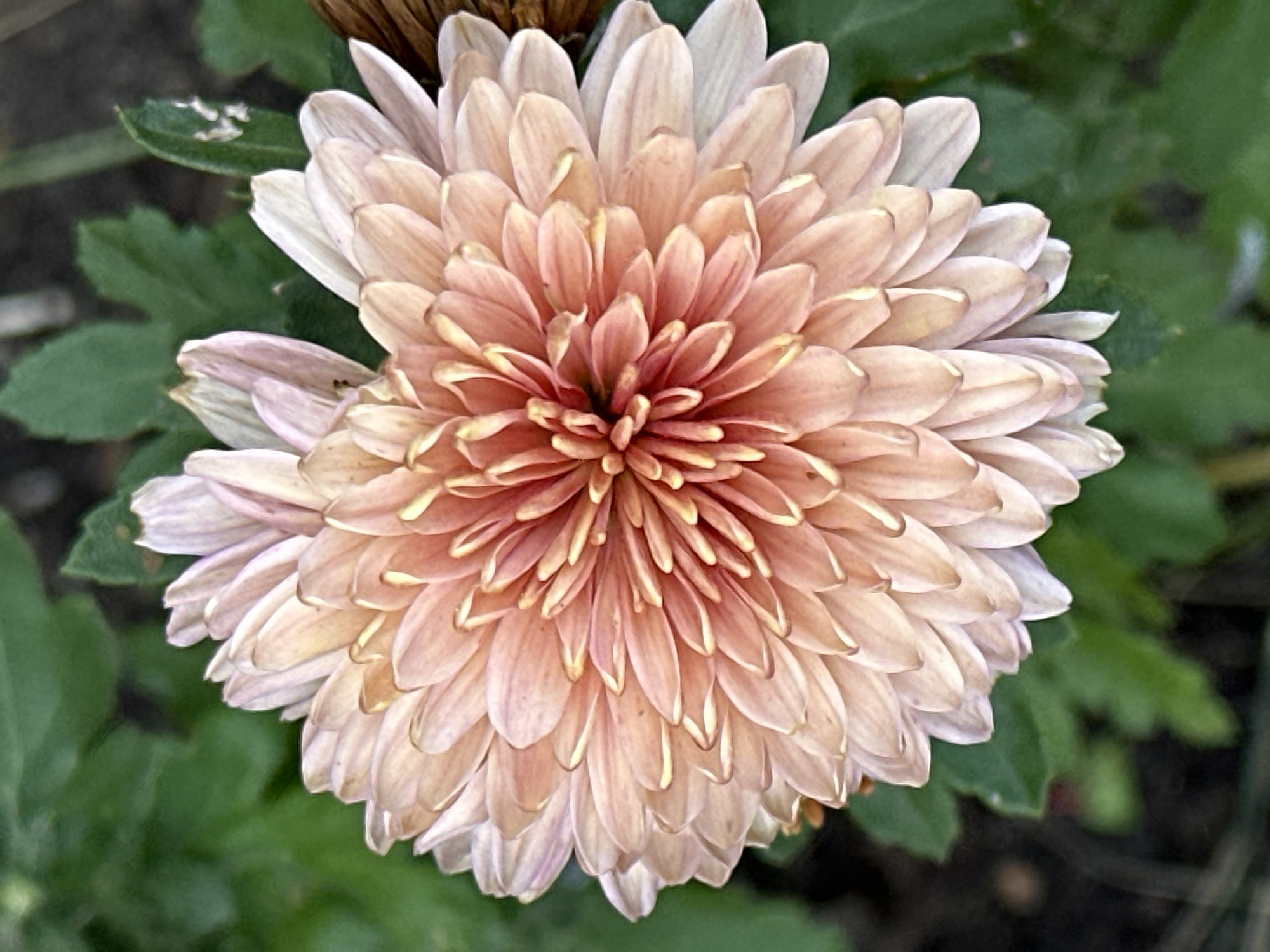 The image displays a close-up, overhead view of a single, fully bloomed mum flower. The flower features numerous densely packed petals, graduating in color from a soft peach-pink at the tips to a deeper reddish-orange towards the center. The petals are slightly curled and layered, creating a textured appearance. The background consists of out-of-focus green leaves and dark soil. There is no indication of the city of Podolsk, Russia, or any other specific location. No people, actions, or interactions are depicted.