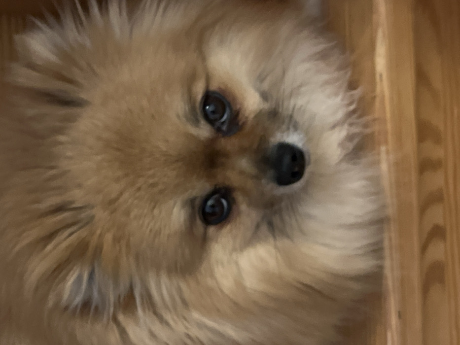 A fluffy, light brown Pomeranian dog peers up at the camera with large, dark eyes. The dog's face is tilted slightly, enhancing its innocent and endearing expression. Its fur is thick and soft-looking. Part of a wooden structure, possibly a staircase or doorframe, is visible to the right of the dog, providing a contrasting texture and framing the subject. The overall composition creates a close-up, intimate portrait.