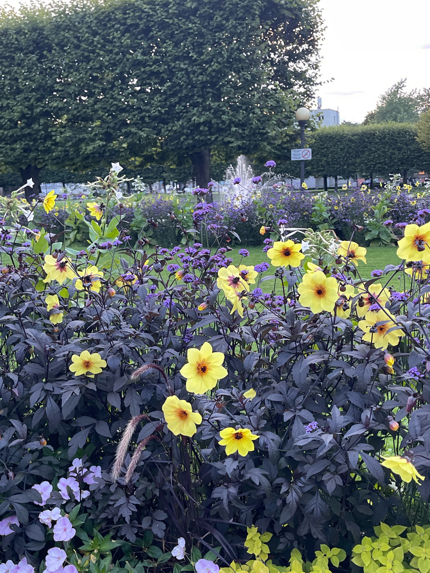 The image depicts a vibrant flower bed in Kadriorg Park, Tallinn, Estonia. The foreground is dominated by dark foliage adorned with bright yellow dahlias, interspersed with delicate purple verbena flowers. The dahlias feature dark centers and prominent yellow petals, while the verbena adds a splash of contrasting color with its tiny, clustered blooms. Behind the flower bed, a lush green lawn stretches out, leading to a fountain spraying water into the air. The background features neatly trimmed hedges and large, mature trees, characteristic of a well-maintained park. The sky is overcast, suggesting a temperate climate. No people are visible in the scene.