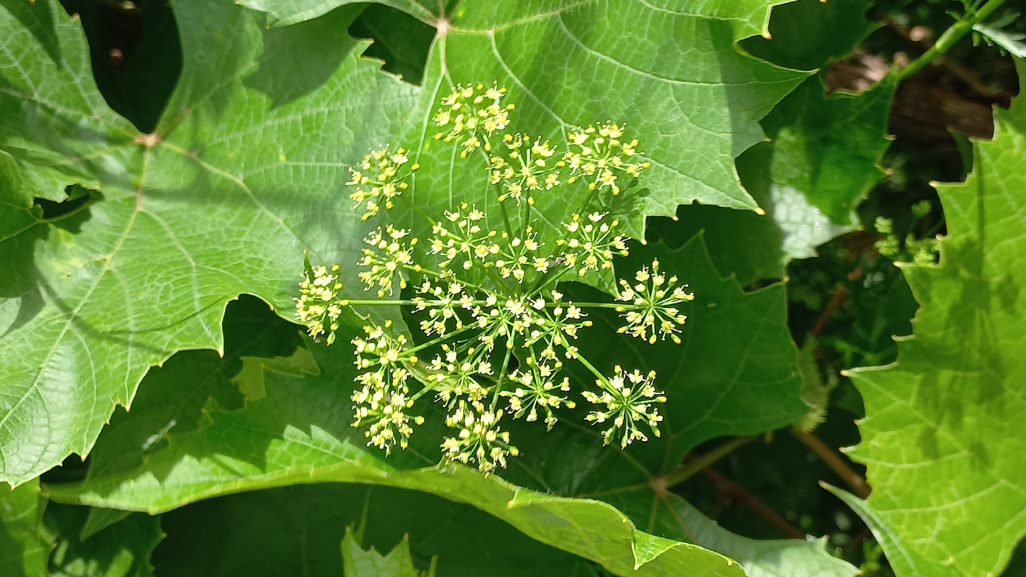 In this close-up, overhead shot, a cluster of tiny, pale yellow flowers bloom amidst lush green foliage. The flowers, forming a delicate, branching inflorescence, are the central focus, their subtle coloration contrasting with the vibrant green of the surrounding leaves. The leaves, large and textured with prominent veins, create a leafy backdrop. Sunlight filters through the canopy, casting dappled shadows that add depth and dimension to the scene. The setting appears to be a natural environment, possibly a garden or woodland, with no signs of urban development.