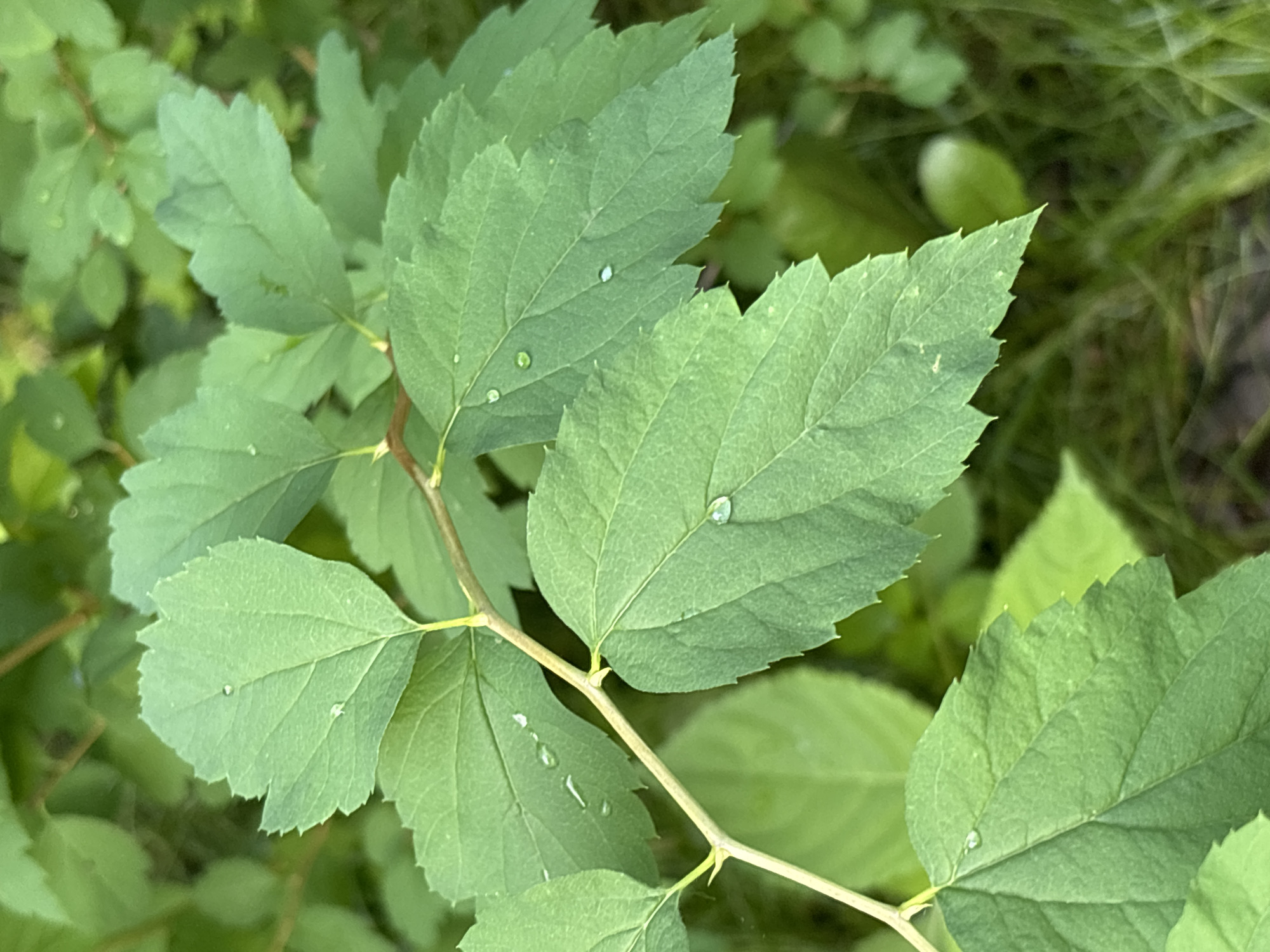 The media file is a close-up, eye-level, outdoor shot of several green leaves on a branch. The leaves are serrated and have visible veins. Water droplets are scattered across some of the leaves, suggesting it may have recently rained or that dew is present. The background is blurred, showing more greenery and hints of grass, indicating a natural, possibly wooded or garden setting. The lighting appears natural, suggesting daytime. No people, text, or specific events are depicted. The location context provided is Ostrov, Russia, which adds a geographical element to the scene. The overall mood is serene and natural, focusing on the details of plant life.