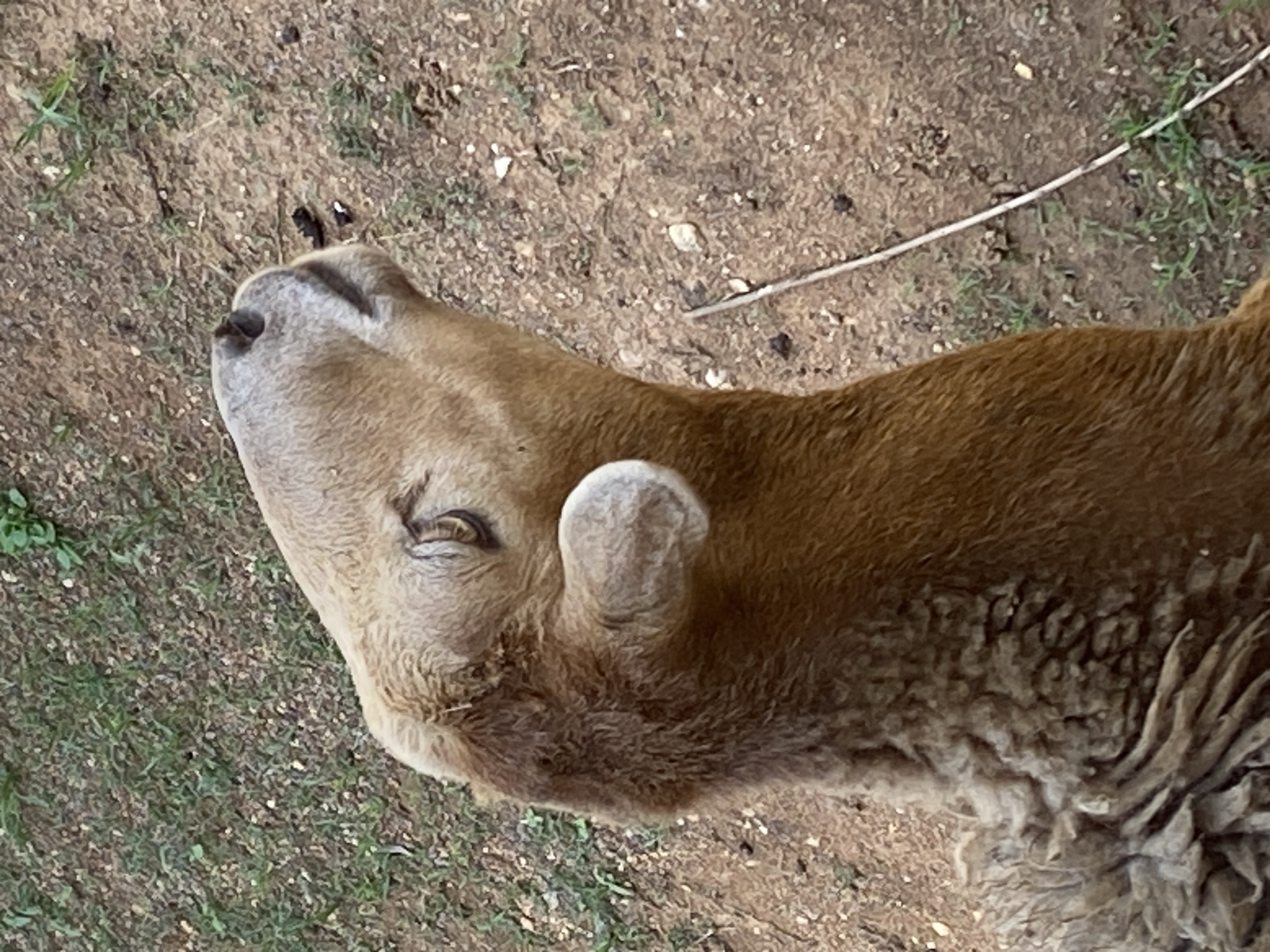This close-up, high-angle image features the head and upper back of a light brown sheep or goat. The animal's head is tilted upwards and to the left, with its eyes partially closed, suggesting a state of relaxation, rest, or sleepiness. Its fur transitions from a lighter, smoother texture on its face and neck to a darker, more dense and woolly coat on its back. One ear, light gray and upright, is clearly visible.
The setting is an outdoor, earthy environment, likely a rural or farm area in Tinaquillo, Venezuela. The ground beneath the animal is composed of dry, light brown soil, interspersed with small stones, sparse patches of green vegetation, and a thin, white stick or twig. The lighting is bright and even, indicating it is daytime. There is no visible text in the image. The scene conveys a sense of calm and natural simplicity.