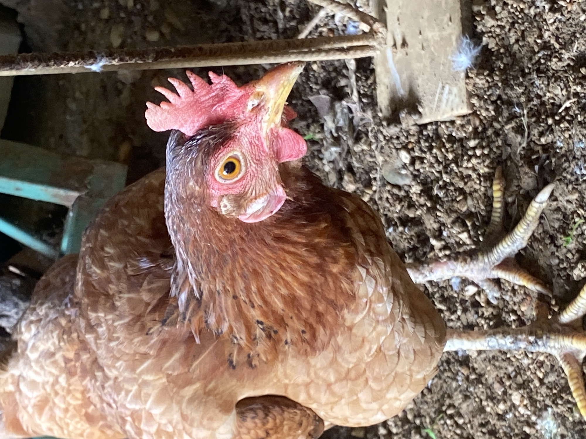 A close-up, high-angle shot depicts a brown chicken in Tinaquillo, Venezuela. The chicken has a red comb and wattle. Its feathers are primarily brown, with some darker markings. The chicken is standing on dirt and gravel ground. A metal bar is visible in the background.