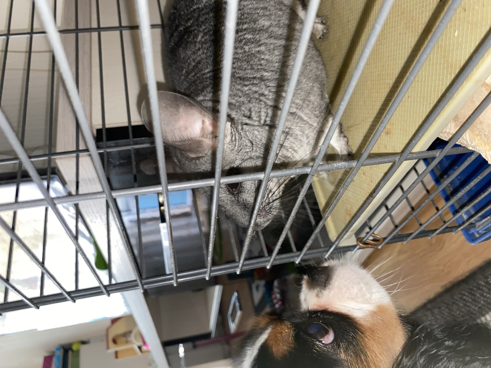 A small tri-colored dog with brown, white, and black markings is looking intently into a wire cage. Inside the cage, a grey chinchilla is visible, facing the dog. The chinchilla has large ears and is positioned on a yellow-colored platform within the cage. The background shows a room with furniture, including a shelf with items and a wooden floor. The scene appears to be indoors, likely in a residential setting. There are no specific landmarks or clues that would indicate the location within Votkinsk, Russia.