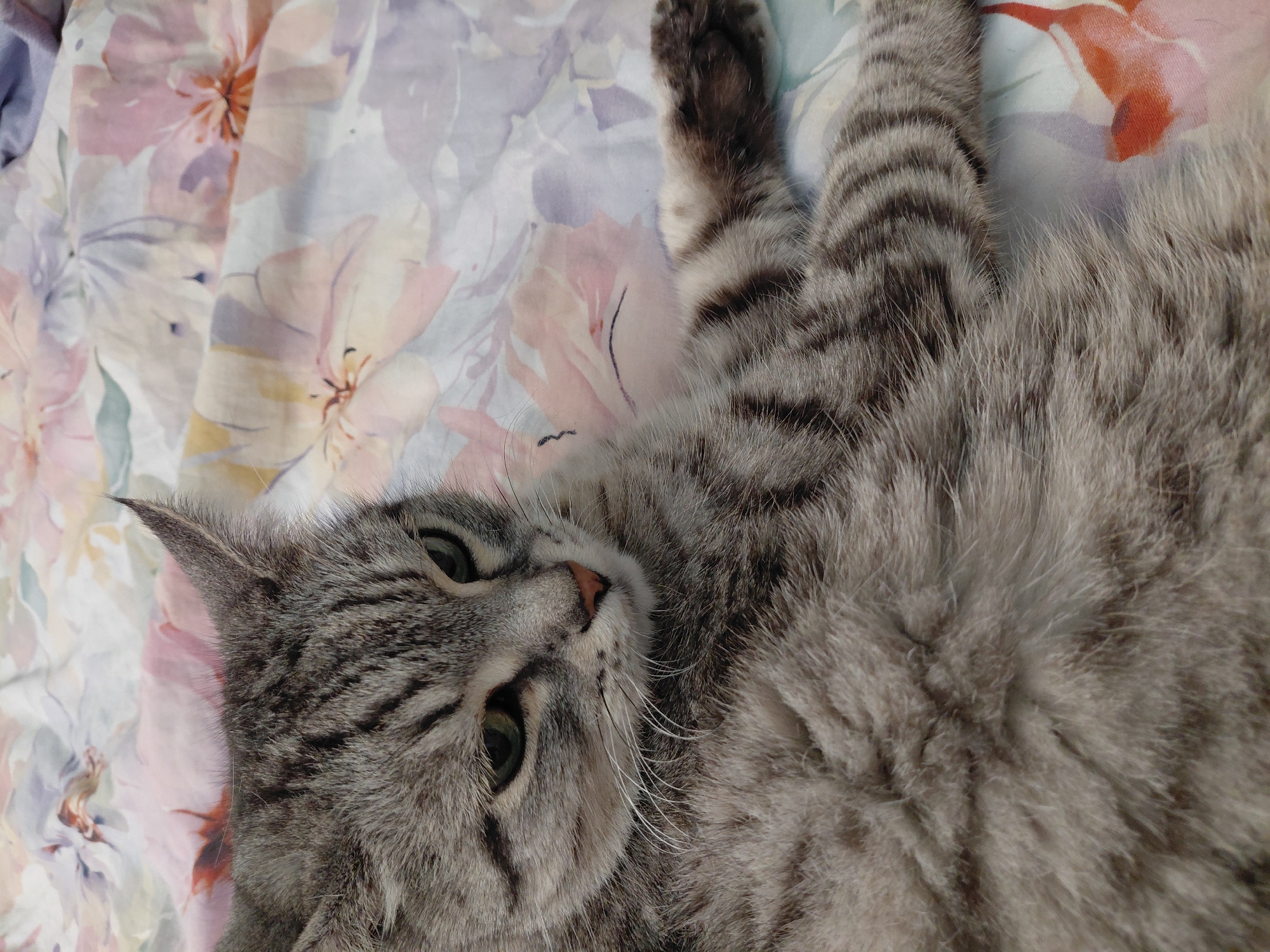 A grey tabby cat with green eyes is lying on a floral patterned bedspread. The cat is looking off to the side with its head tilted. The background is a soft focus floral pattern of pink, purple, and yellow flowers. The image is a close-up shot of the cat and its immediate surroundings. There is no information available about the location in Volgograd, Russia.