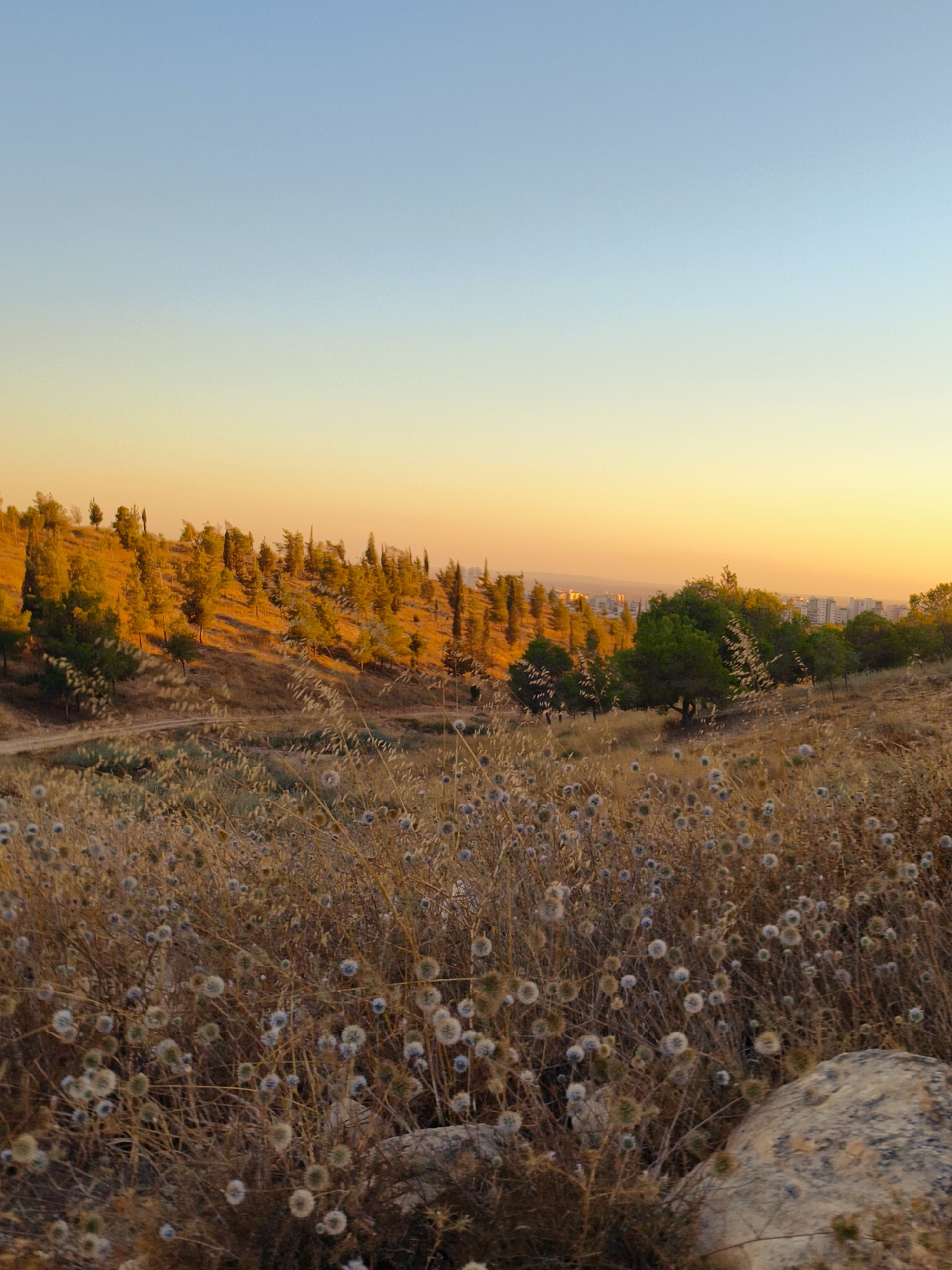 This is a vertical, eye-level photograph of a landscape at sunset, likely taken on the outskirts of Be'er-Sheva, Israel, given the presence of Mediterranean flora and the distant urban skyline. The sky transitions from a clear, light blue at the top to a soft yellow and orange hue near the horizon, indicating the sun is setting.
In the mid-ground, a gentle hillside is covered with a mixture of dry, golden grasses and scattered trees. The trees are primarily evergreens, with varying shades of green, and appear to be planted or growing naturally along the slope. Some of the trees exhibit a reddish-brown tone, likely due to the setting sun’s light. A faint dirt path winds its way up the hillside.
The foreground is dominated by a dense field of dry, straw-colored grasses and seed heads. Interspersed among the grasses are numerous small, round, fluffy seed pods, some appearing light blue or gray, adding texture and visual interest to the scene. A large, rough-textured rock is partially visible in the lower right corner of the image. In the far distance, a city skyline with buildings is discernible against the warm light of the horizon. No people or animals are visible in the frame. The overall impression is one of natural beauty and tranquility during the golden hour.