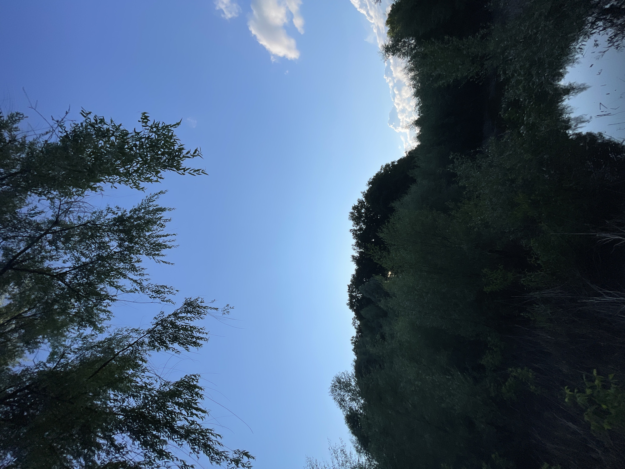 The image depicts a natural landscape scene with a clear blue sky and a dense line of trees in the background. In the foreground, branches of a tree hang down from the top of the frame, partially obscuring the sky. The trees form a dark silhouette against the lighter sky, and some of them appear to be reflected in a body of water at the bottom right of the image. The overall impression is one of a tranquil, perhaps rural, setting, likely a park or natural area within or on the outskirts of Krasnokutsk, Ukraine. There are no people or visible signs of human activity, focusing solely on the natural elements of the environment.