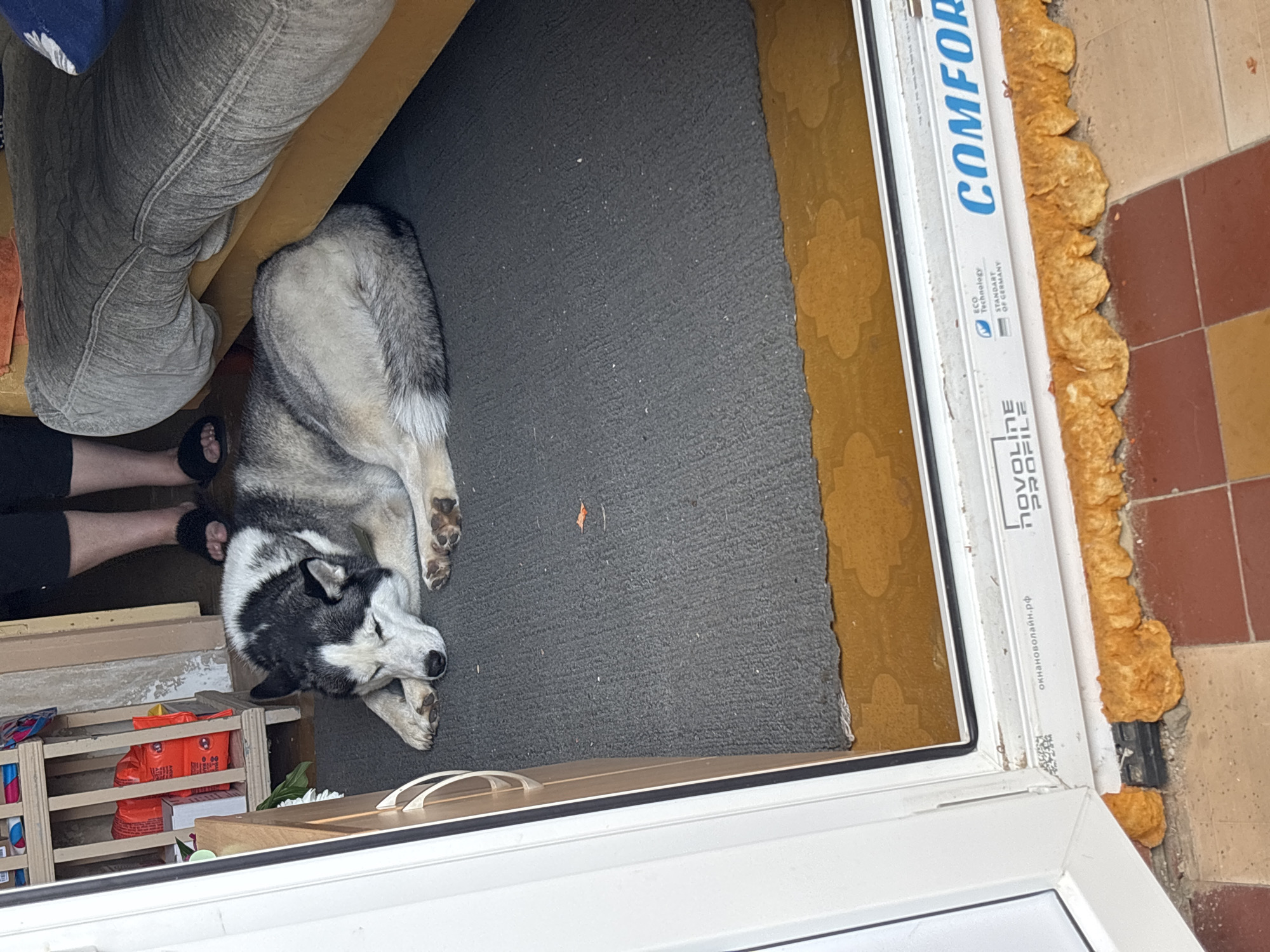 A Siberian husky dog is sleeping curled up on a grey rug in what appears to be the entryway of a building. The dog is grey and white with black markings, typical of the breed. Behind the dog, a person's legs wearing black pants and black slippers are visible. To the left of the dog, a white door frame is visible, and to the far left, part of a shelf unit with orange boxes on it can be seen. To the right of the dog, the corner of a yellow couch is visible. The floor beyond the rug is tiled with reddish-brown and beige tiles. The overall scene suggests a domestic setting, possibly a home or a small establishment in Солнечная Поляна, Russia.