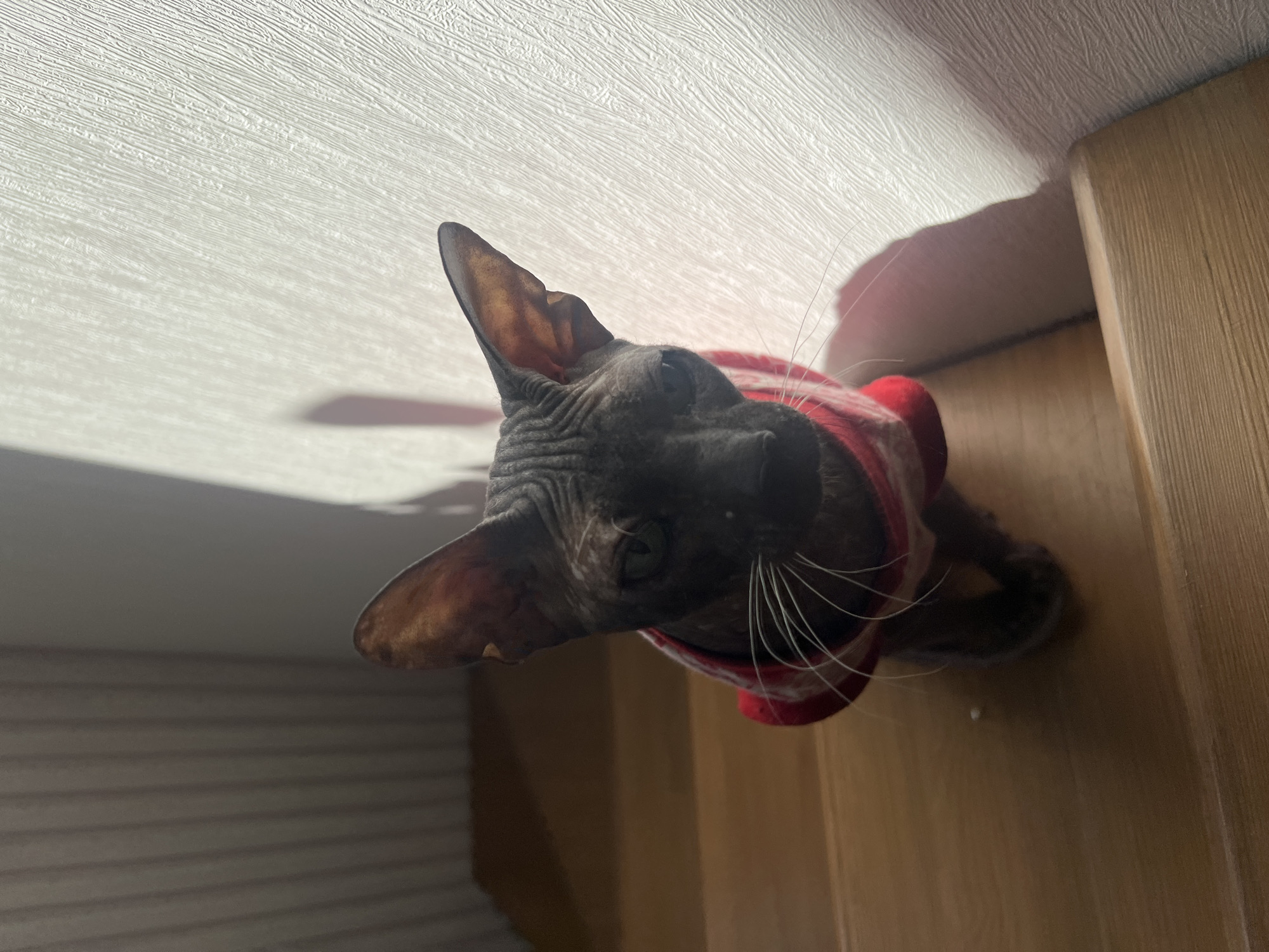 A hairless Sphynx cat wearing a red and white striped garment is positioned near a light-colored wooden door frame. The cat is oriented with its head facing downwards towards the camera. The background consists of a white ceiling, partially illuminated by sunlight. The location is not discernible from the provided image.