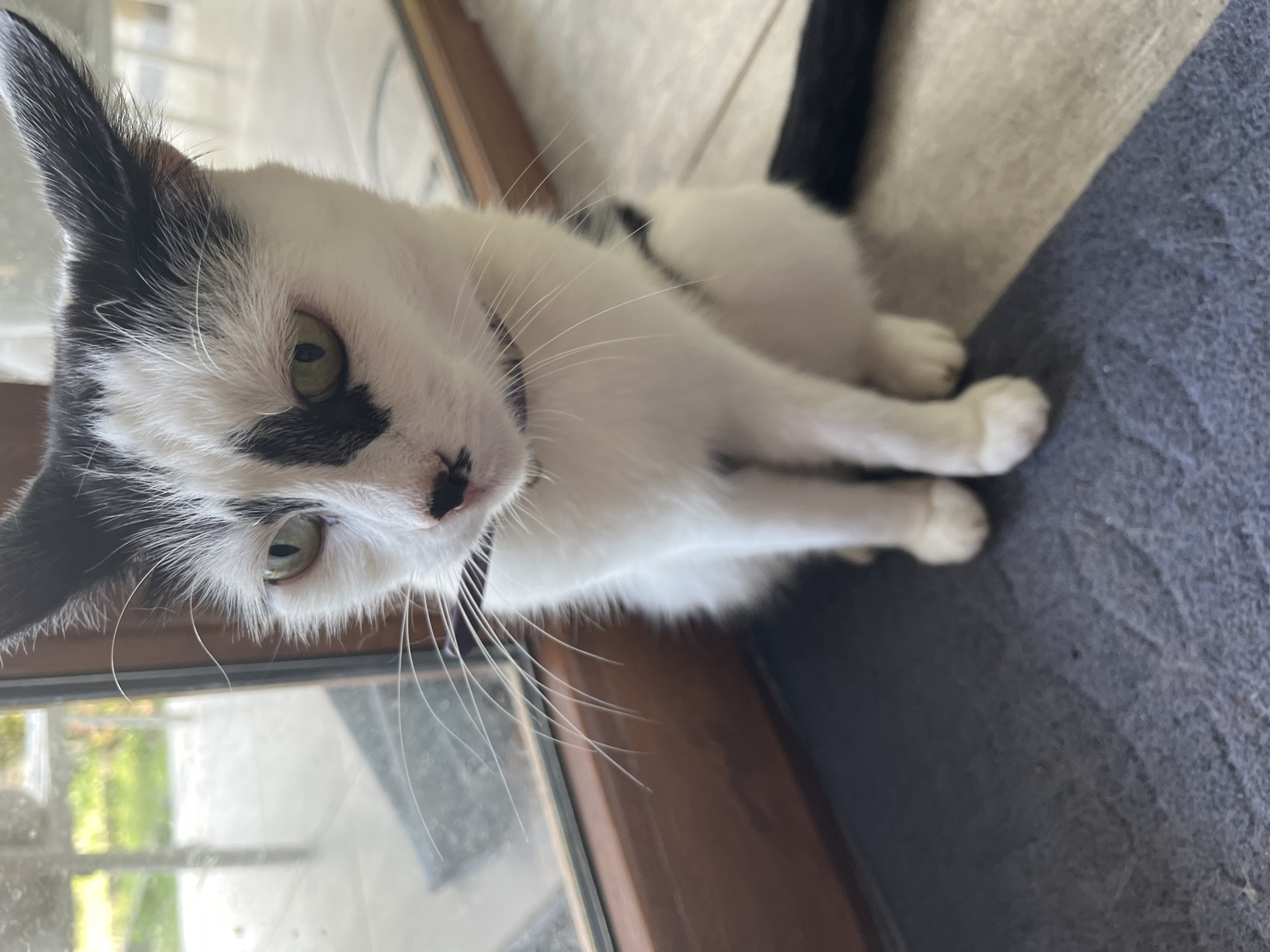 This is a medium shot, eye-level, indoor photograph of a black and white cat sitting on a dark blue rug. The cat is facing forward and slightly to the left, with its head tilted down. Its eyes are open and green. The cat has black markings on its ears, face, and back. It is wearing a thin, dark purple collar. The cat is sitting in front of a large window with a wooden frame. Through the window, a blurred background of outdoor furniture and greenery is visible. The floor is tiled with off-white and grey tiles. The photograph was taken in Ureki, Georgia.