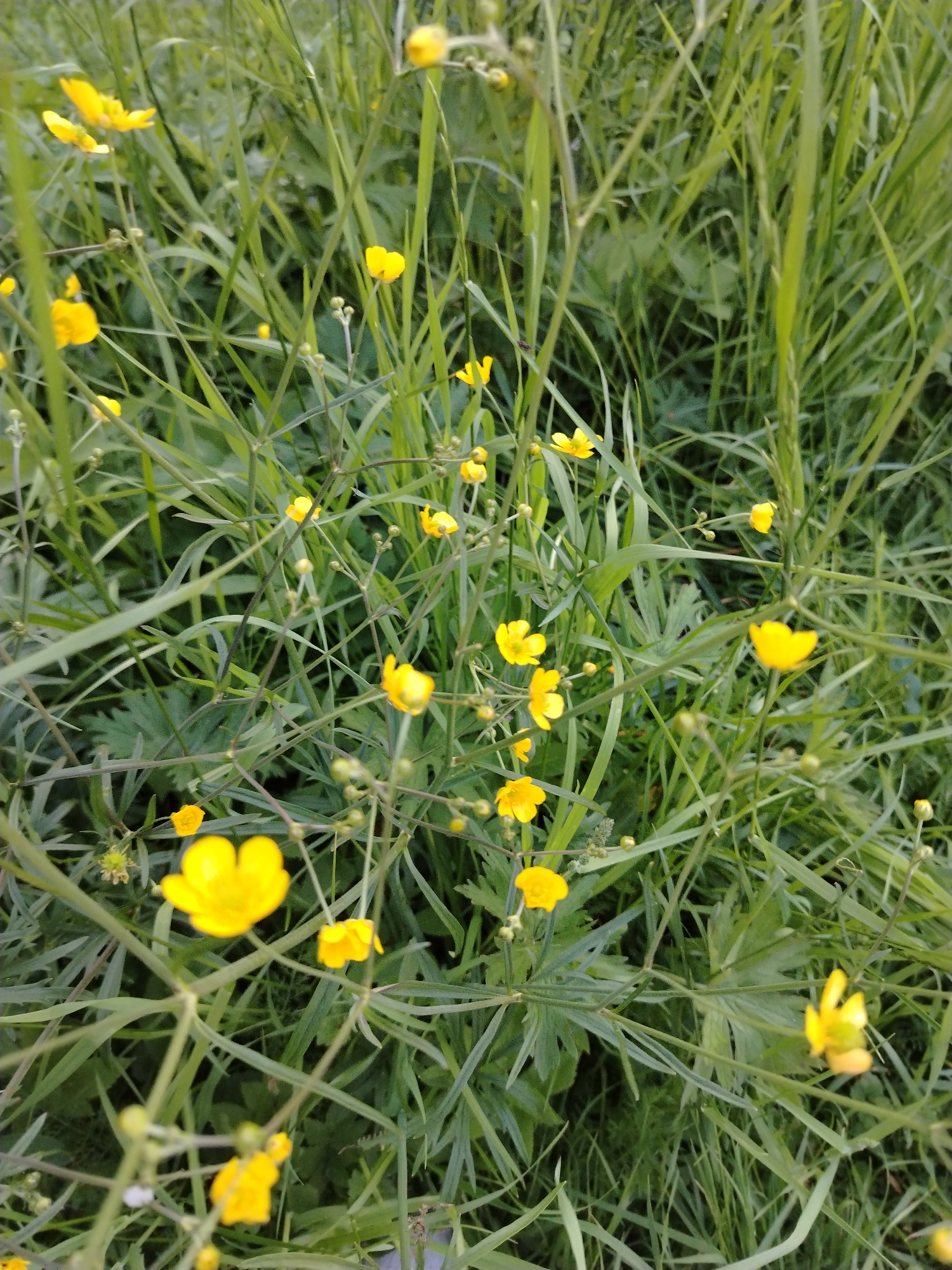 The image presents a close-up, high-angle view of dense green foliage interspersed with numerous small, bright yellow flowers, likely buttercups (Ranunculus species). The flowers feature glossy, ovate petals and are depicted in various stages of bloom, with some appearing as buds. Slender, multi-branched stems support the flowers and extend throughout the frame. The dominant background consists of tall, verdant green grass and other broad-leafed herbaceous plants, creating a natural, uncultivated appearance. The depth of field is shallow, rendering the immediate foreground and background slightly out of focus, emphasizing the sharp details of the central flowers and their supporting stems. Natural daylight illuminates the scene evenly. No human subjects, animals, or artificial structures are visible. The scene is located in a natural outdoor setting in Шебунино, Russia.