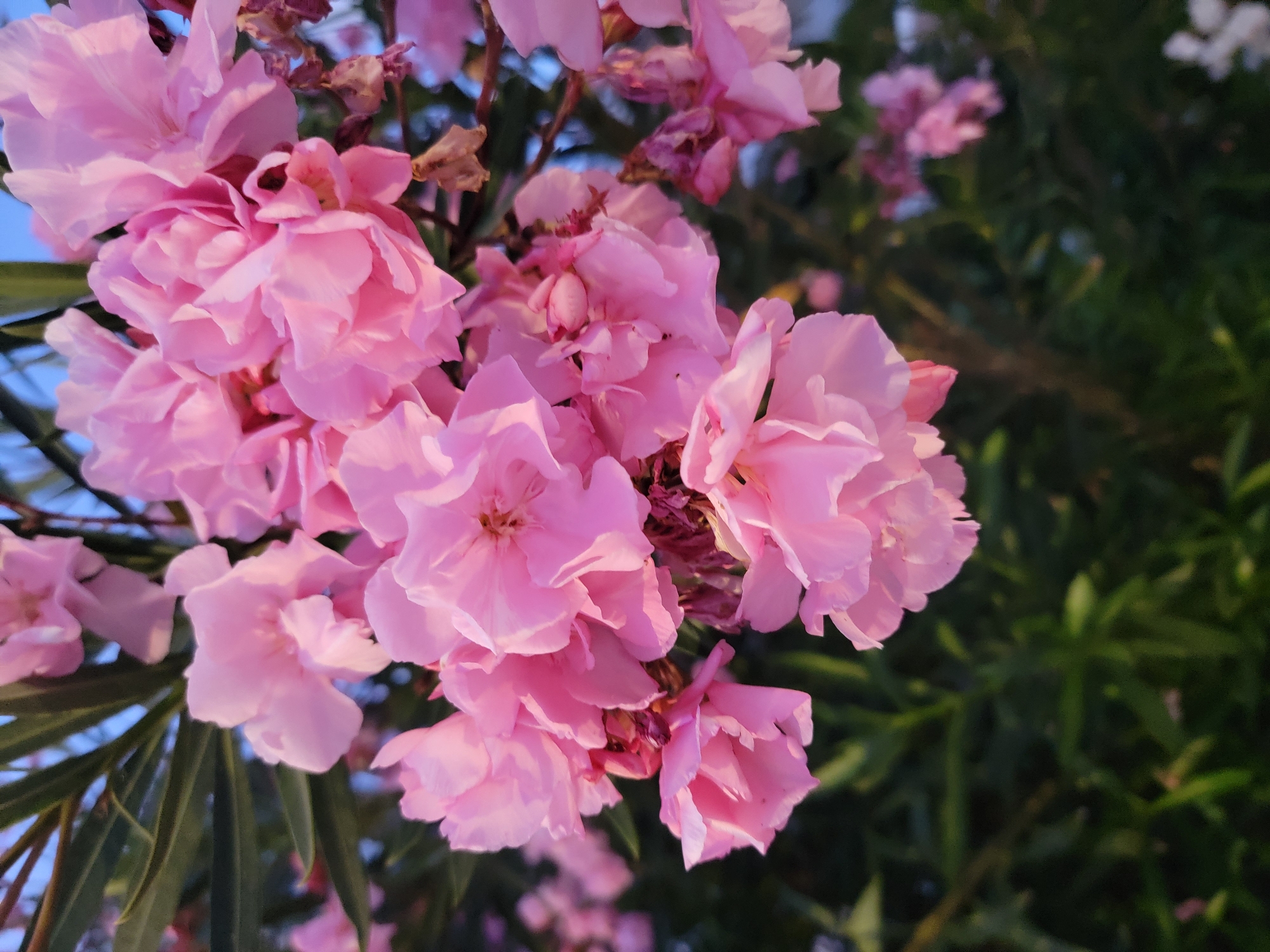 The image displays a cluster of vibrant pink oleander flowers in full bloom, with a dark green, leafy background. The flowers are the primary subject, their delicate petals catching the light, suggesting they are outdoors, possibly in a garden or natural setting. The sky is faintly visible in the upper right corner, appearing a soft blue, indicating it might be early morning or late evening. There are also some dried, brownish flower remnants interspersed with the fresh blooms, adding a touch of natural decay. The overall impression is one of natural beauty and the soft glow of natural light. The scene is likely located in Quarteira, Portugal, given the context, where oleander plants are common in the Mediterranean climate, often found in public spaces and gardens. There are no people or specific actions depicted, focusing solely on the floral subject.