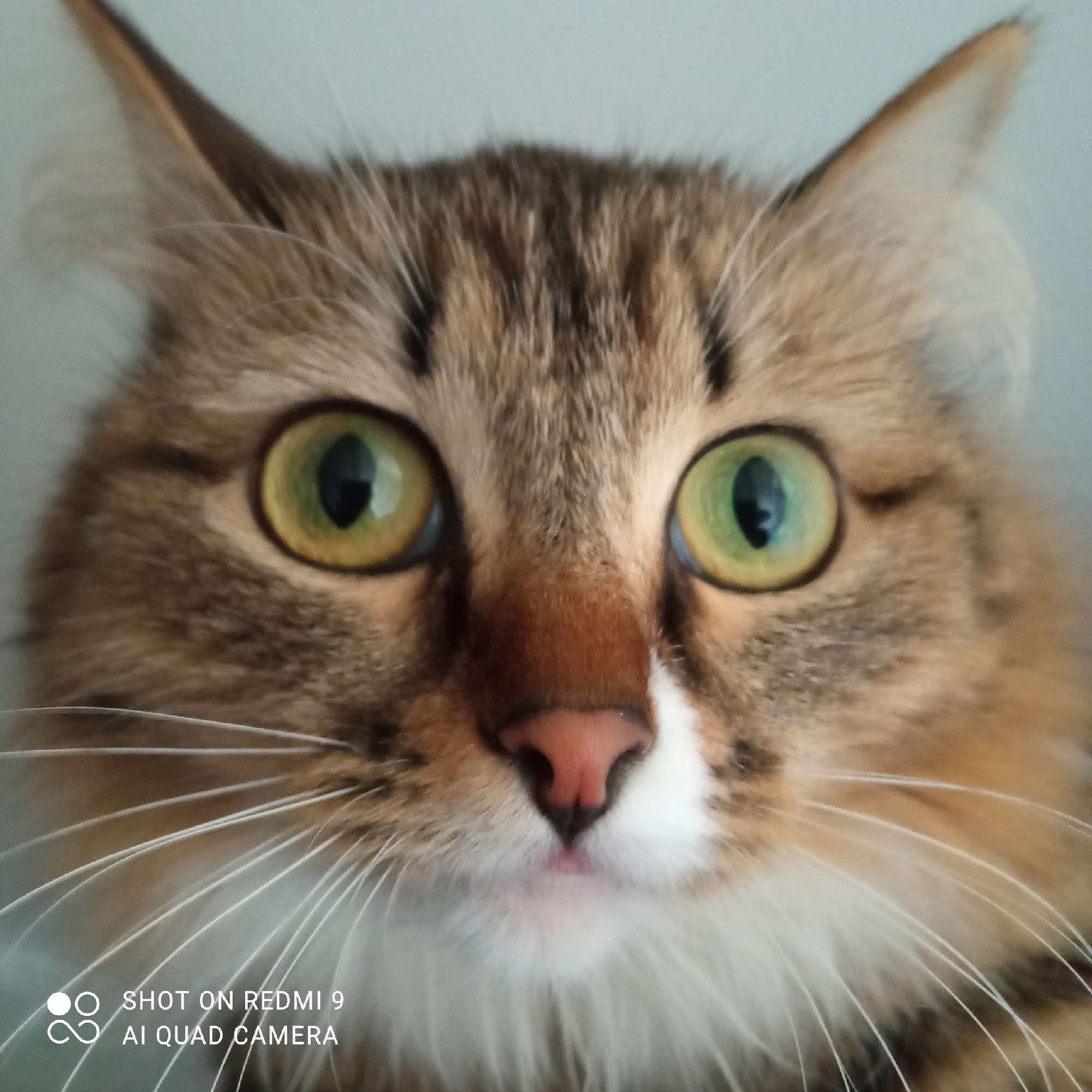 A close-up photograph shows the face of a cat. The cat has green eyes with yellow accents, brown and tan fur with tabby markings on its forehead, a pink nose with white fur surrounding it, and long white whiskers. The image was taken on a Redmi 9 AI Quad Camera. The location is Chaikovsky, Russia.