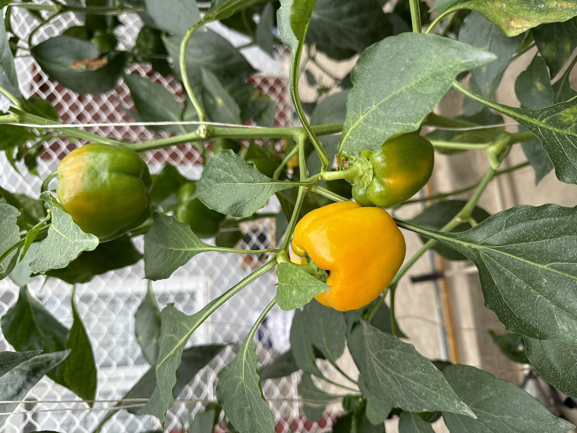 The image shows a pepper plant with three peppers in various stages of ripening. One pepper is a vibrant yellow, indicating it's fully ripe, while two others are green with hints of yellow, suggesting they are still ripening. The plant has lush green leaves, and the peppers are growing from the plant's stems. In the background, there's a white lattice fence. Given the context of Da Lat, Vietnam, it can be inferred that this pepper plant is likely growing in a garden or on a balcony in the city.