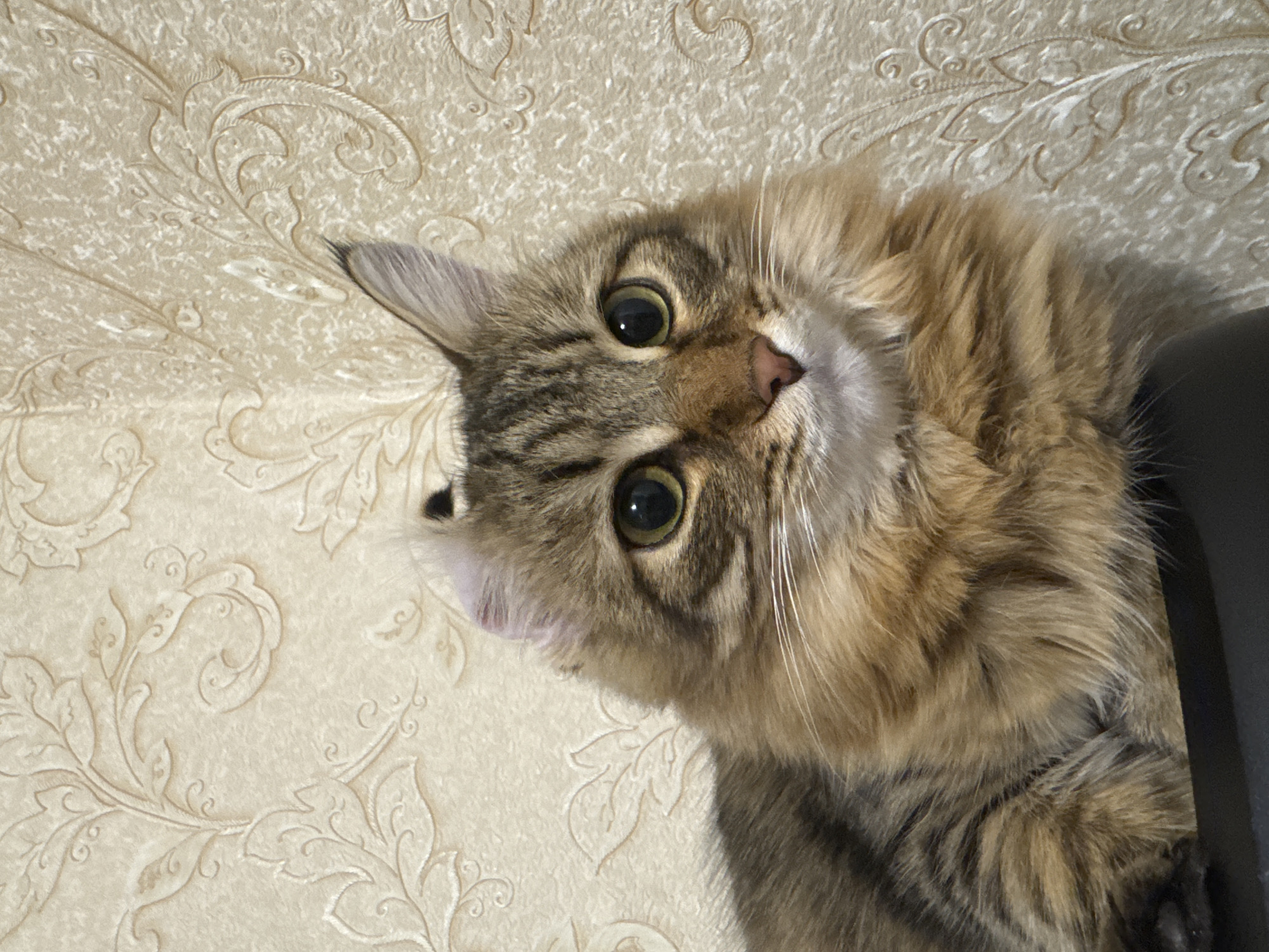 A long-haired American Curl cat, featuring a brown and black tabby coat with lighter tan fur on its chest and face, is depicted from the mid-chest upwards. The cat possesses large, round eyes with green-amber irises and dilated black pupils, and its ears are distinctly curled backward. It is positioned on a dark, flat surface against a light beige wall adorned with an embossed floral and scrollwork wallpaper pattern. The scene is illuminated by internal ambient light. This image was recorded in a location within the city of Chaikovsky, Russia.