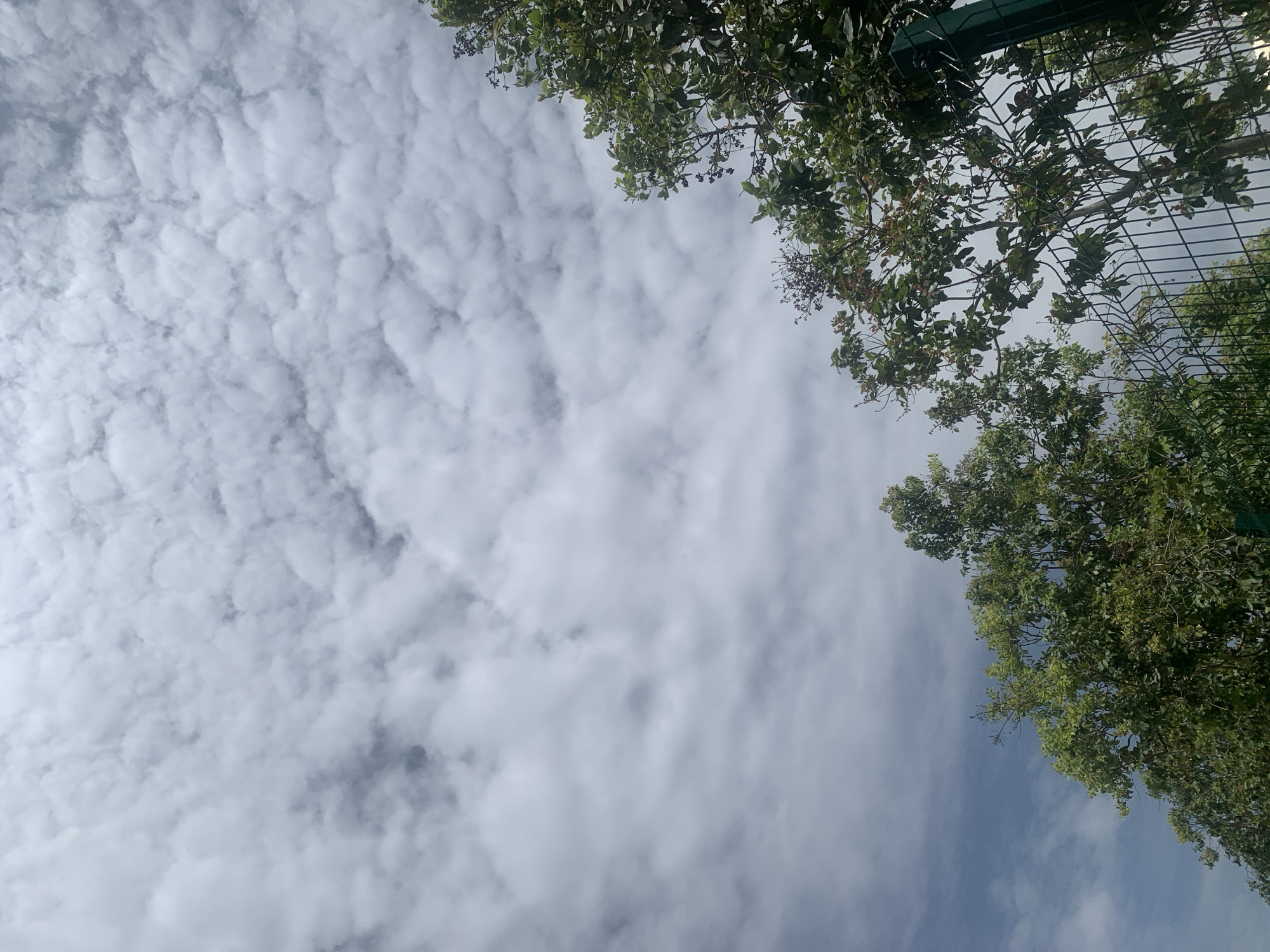 The image depicts a sky filled with a layer of fluffy, white clouds, creating a textured pattern across the frame. The clouds appear to be scattered, with some denser formations and lighter wisps. The lighting suggests it is daytime, likely mid-morning or afternoon, as the sky is bright but not intensely sunny.
In the upper right and right side of the image, lush green foliage from trees hangs over the scene. The leaves are vibrant, indicating healthy growth, and some branches have small, dark berries or seed pods. Interspersed with the branches and leaves, a dark green, mesh-like fence is visible, extending into the upper right corner of the frame. This fence suggests the vantage point might be from within a secured area or looking out from one. The angle of the photograph is from below, looking upwards towards the sky and the tops of the trees.
The overall mood conveyed is serene and natural, with a sense of being outdoors on a pleasant day. There is no visible text in the image. The location context provided is Kuru Karama, Nigeria, which aligns with the presence of dense greenery and a bright, cloudy sky.