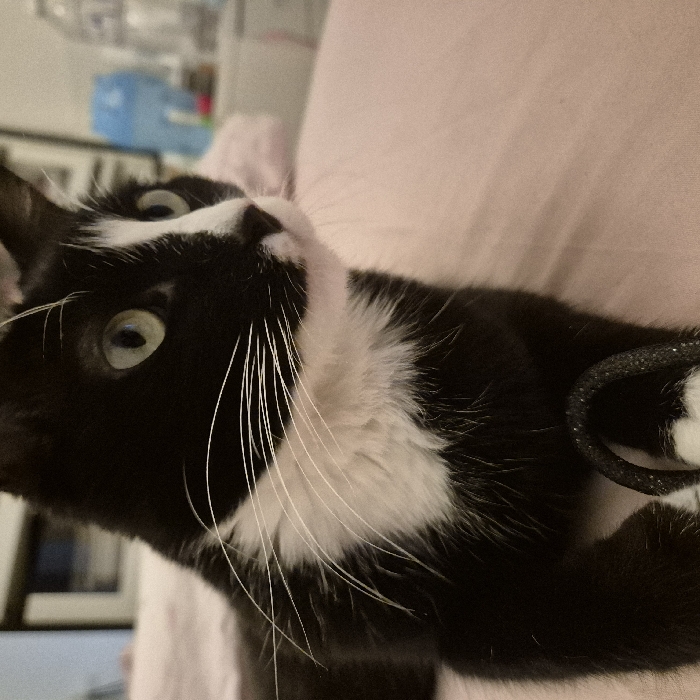 A black and white cat with green eyes and prominent white whiskers is positioned in an indoor setting. The cat's fur is predominantly black, with a distinct white patch on its chest, muzzle, and white markings on its paws. It is resting on a light pink or peach-colored fabric surface, possibly a bed or blanket, and is oriented towards the right side of the frame, gazing intently. One of its front paws is partially visible, positioned near a dark, curved object that appears to have a textured or glittery surface. The background is out of focus but reveals a light blue, ambiguous object, a clear plastic bottle, and indistinct furniture elements. This scene is located in Strasbourg, France.
