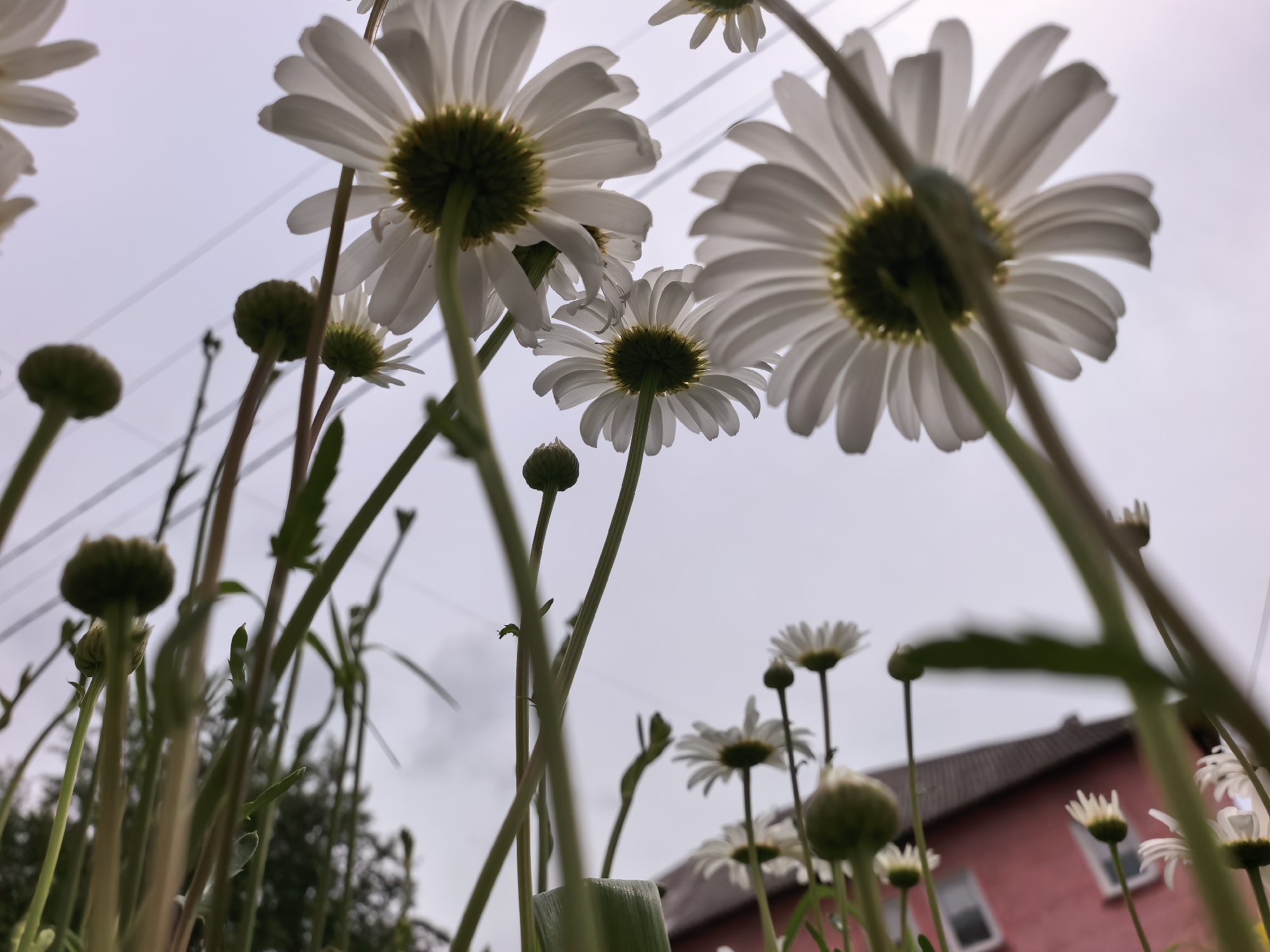 This low-angle photograph, taken in Sterlitamak, Russia, captures a vibrant patch of white daisies, or similar composite flowers, from an extreme worm's-eye view, looking upwards towards an overcast sky. The foreground is dominated by the undersides of several fully bloomed daisies, their white petals fanning out around dark green and yellow centers. Many flower buds, still closed and green, also ascend towards the sky, alongside the slender green stems of the flowers.
The diffused light from the cloudy sky backlights the petals, giving them a translucent quality. In the midground and background, the soft grey sky fills most of the upper frame. Thin utility lines are faintly visible stretching across the sky, particularly in the upper left and center. Towards the lower right, a distinct reddish-brown building with a dark roof and white-framed windows is visible, suggesting a residential or suburban setting. Green foliage is also subtly present on the lower left and right, indicating a natural environment around the structure. The overall impression is one of peaceful natural beauty, with a unique perspective on a common flower, likely taken during daytime under an overcast sky. There is no visible text.