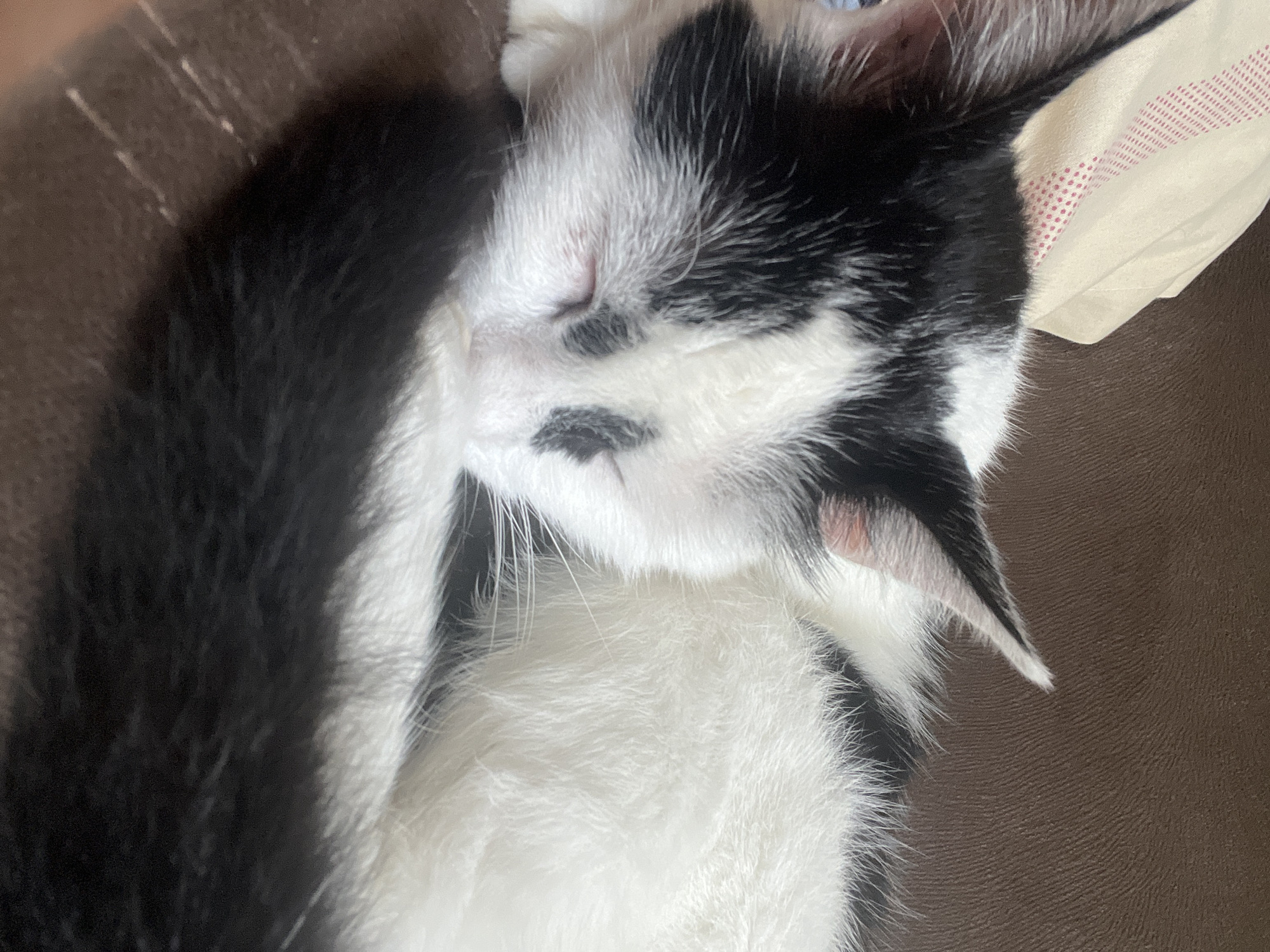 The image shows a black and white cat sleeping curled up on a brown surface, likely a couch or bed. A light-colored cloth with a red striped pattern is visible in the upper left corner. The cat's eyes are closed, and its tail is wrapped around its body. The lighting suggests an indoor setting. There is no information in the image to indicate its location in Ureki, Georgia.