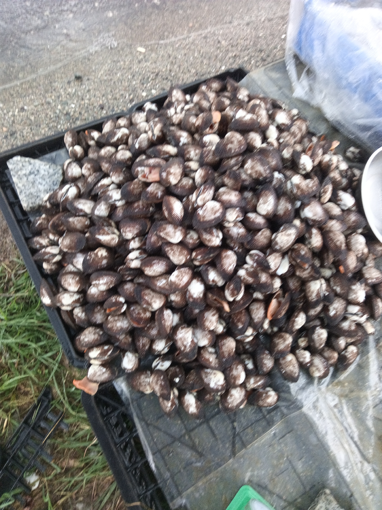 The image shows a large quantity of cockles in a black plastic crate, piled high and overflowing. The cockles are dark brown and white, with ribbed shells. Some appear to be slightly open, revealing orange flesh. The crate is on a grey, gravelly surface, with some green grass visible in the lower left corner. To the right of the crate, there is a clear plastic sheet and a white bowl. In the background, a blue object wrapped in plastic can be seen. The scene appears to be outdoors, possibly at a market or seafood stand, in Dien Lac, Vietnam.